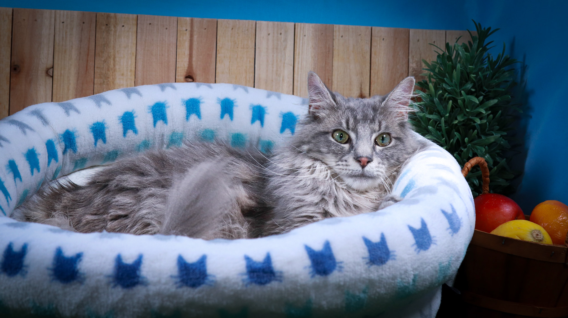 Rini (F-DSH-Tabby/White), Elven (M-DLH-Gray/Tabby)