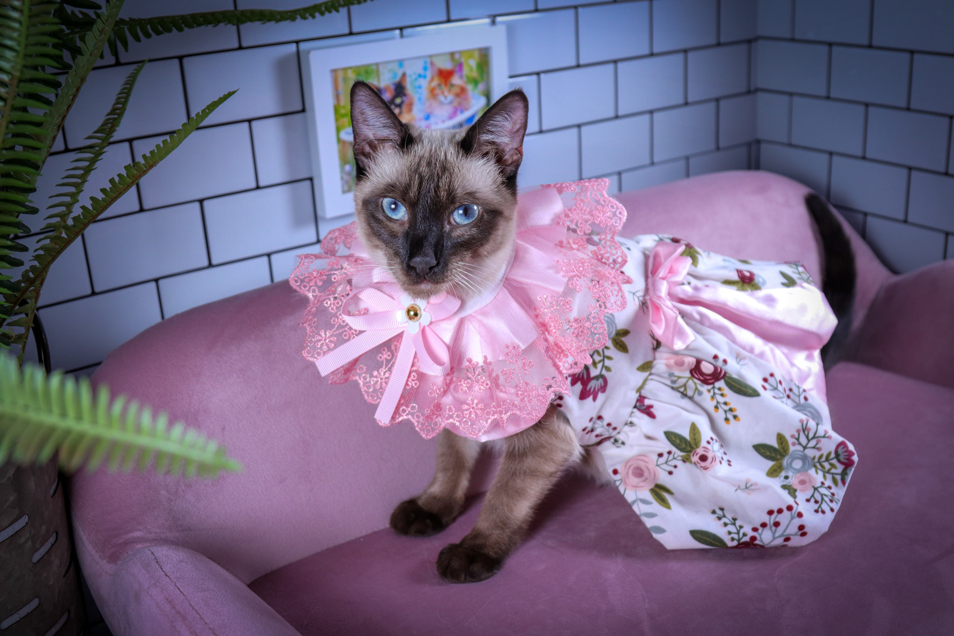 Lenore (F-DSH-Seal Point Siamese)