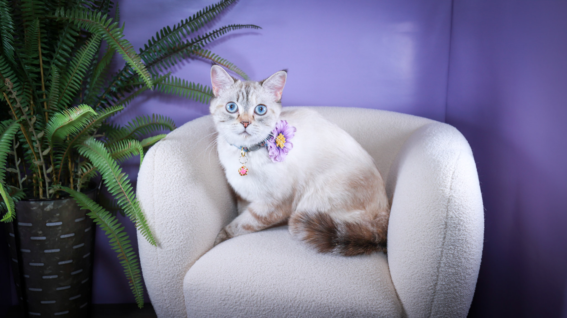 Lumi (F-DSH-Lynx Point Siamese)