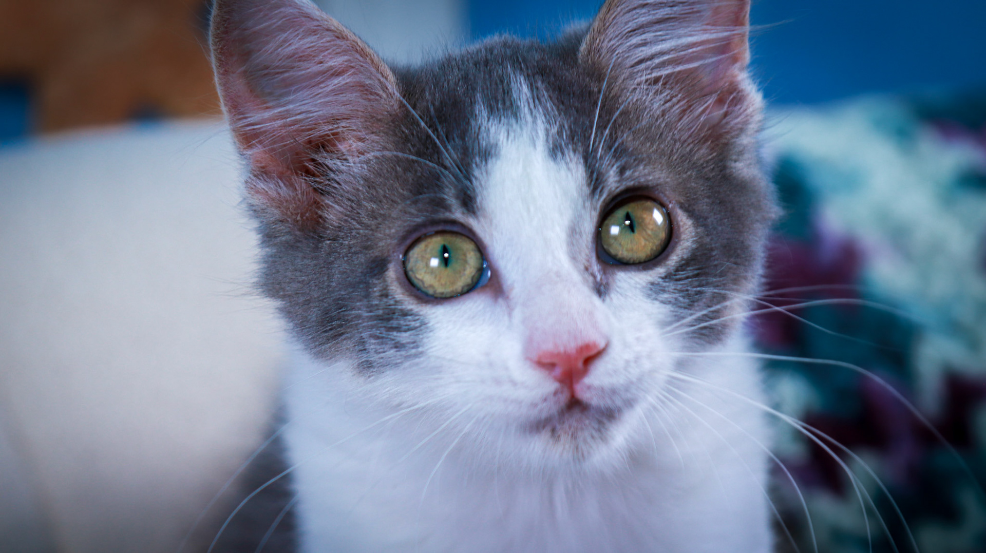 Scarlet (F-DSH-Gray/White)
