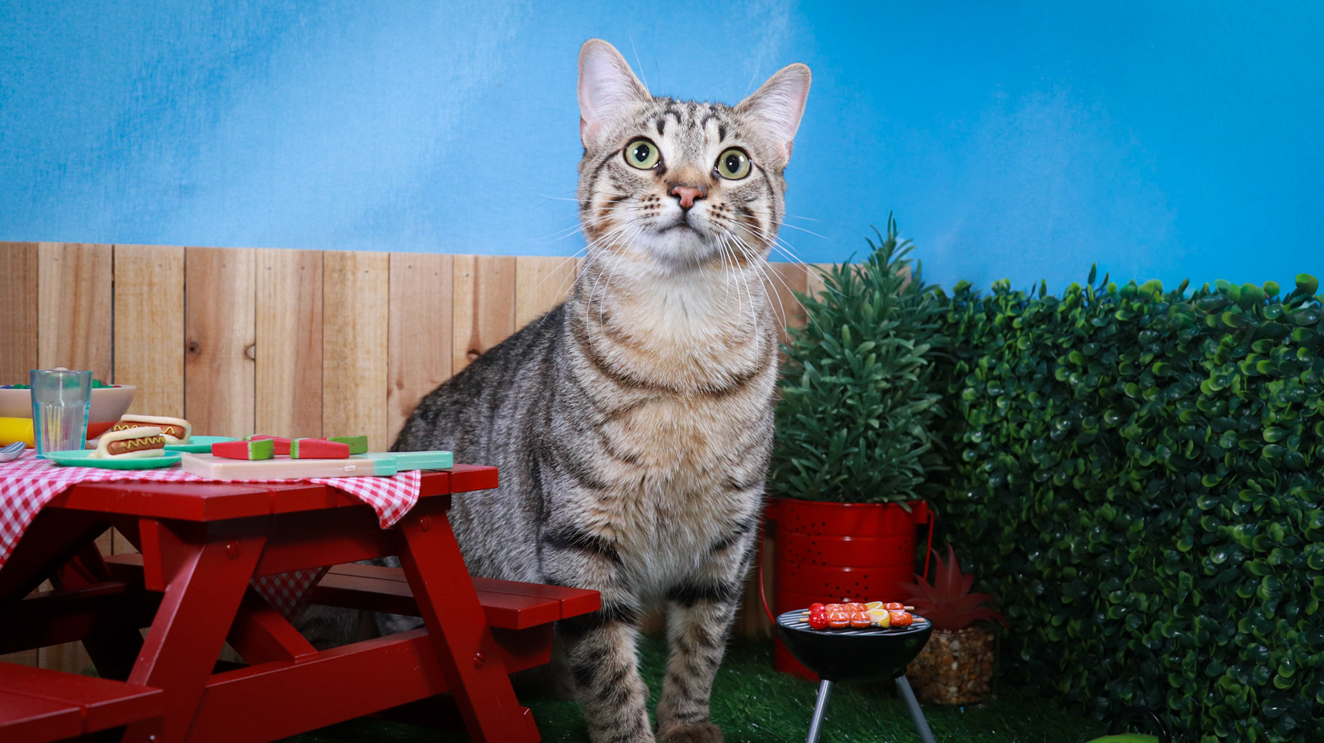 Henry (M-DSH-Tabby)