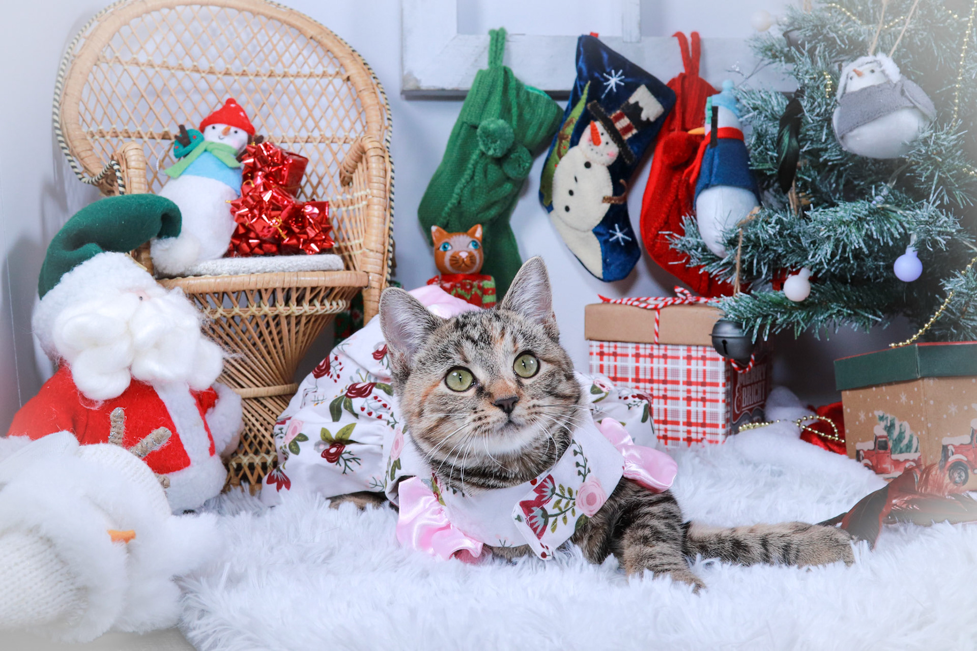 Jillybelle (F-DSH-Tabby)