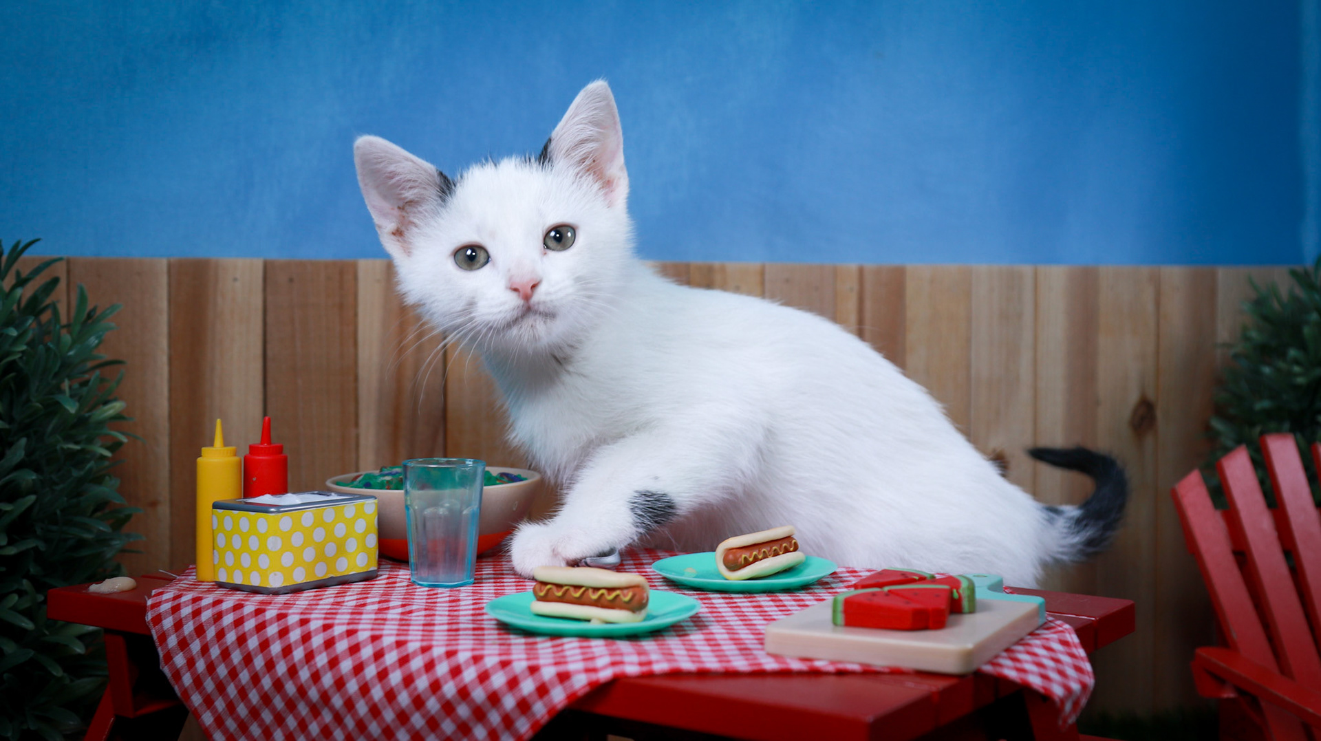 Basil (M-DSH-Black/White)
