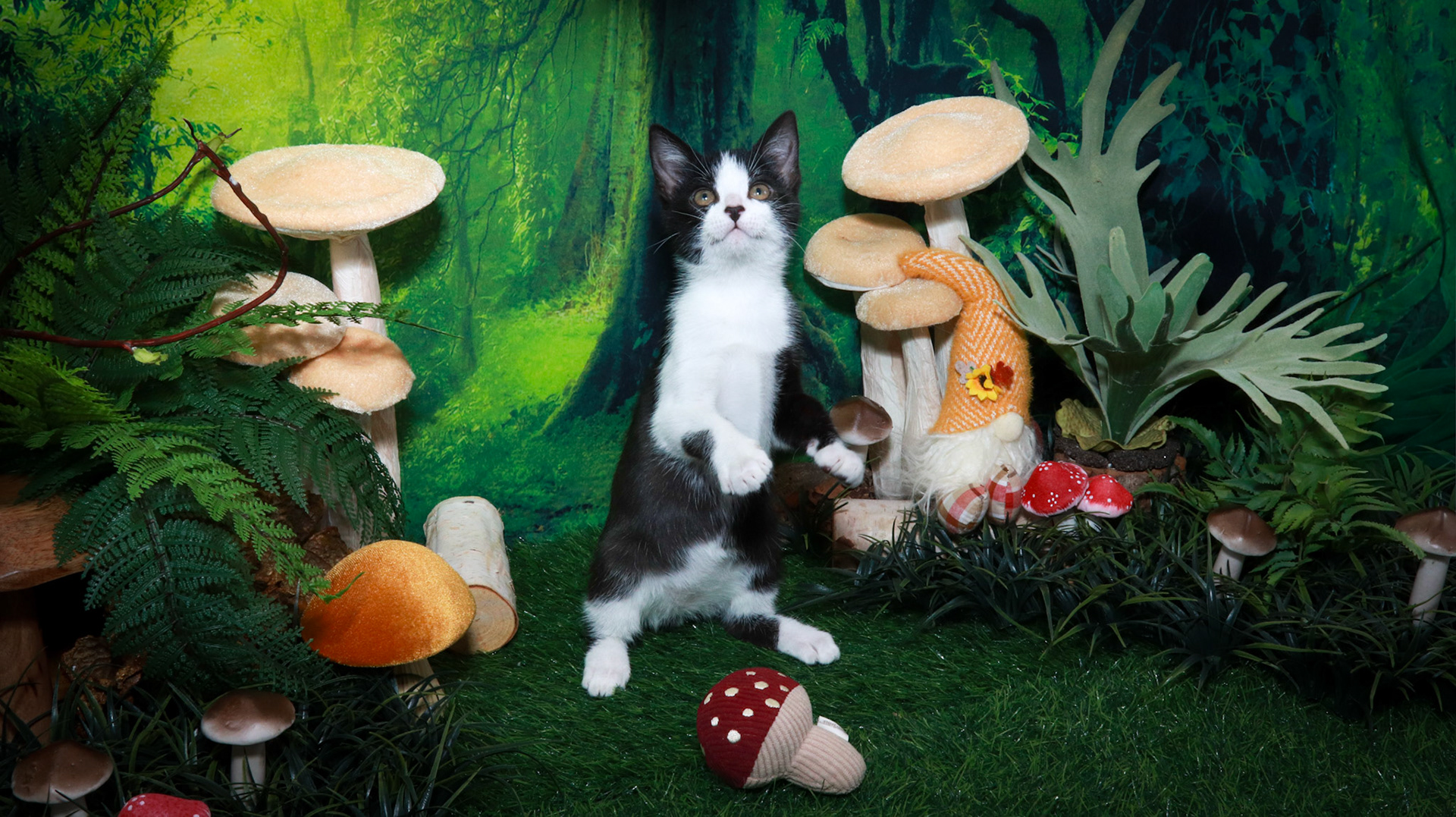 Mousse (M-DSH-Tuxie)