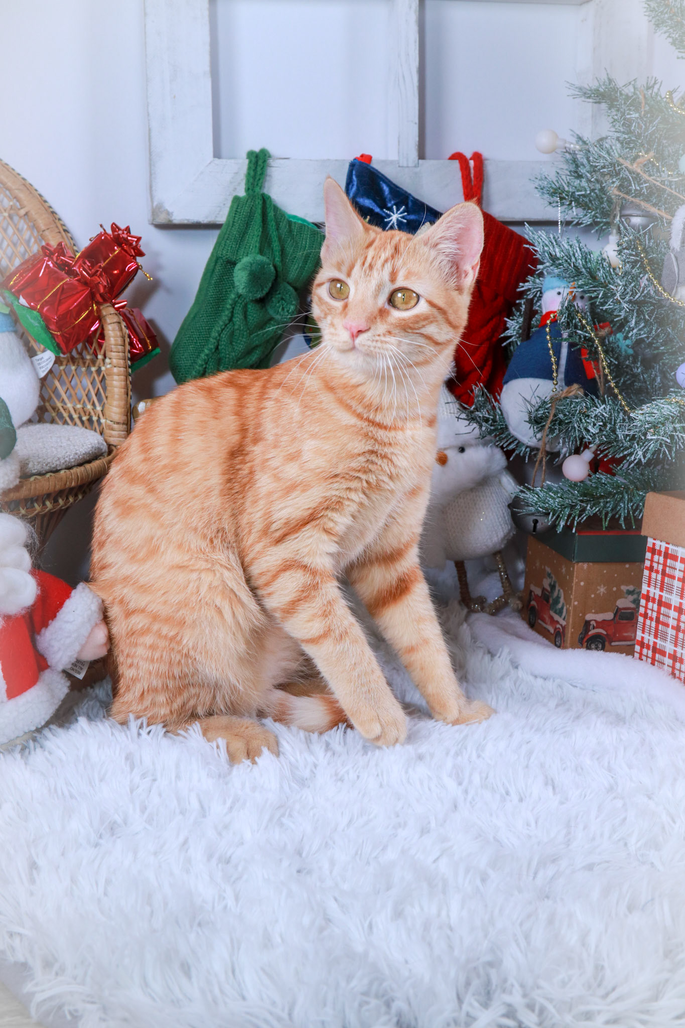 Barbie (F-DSH-Ginger)