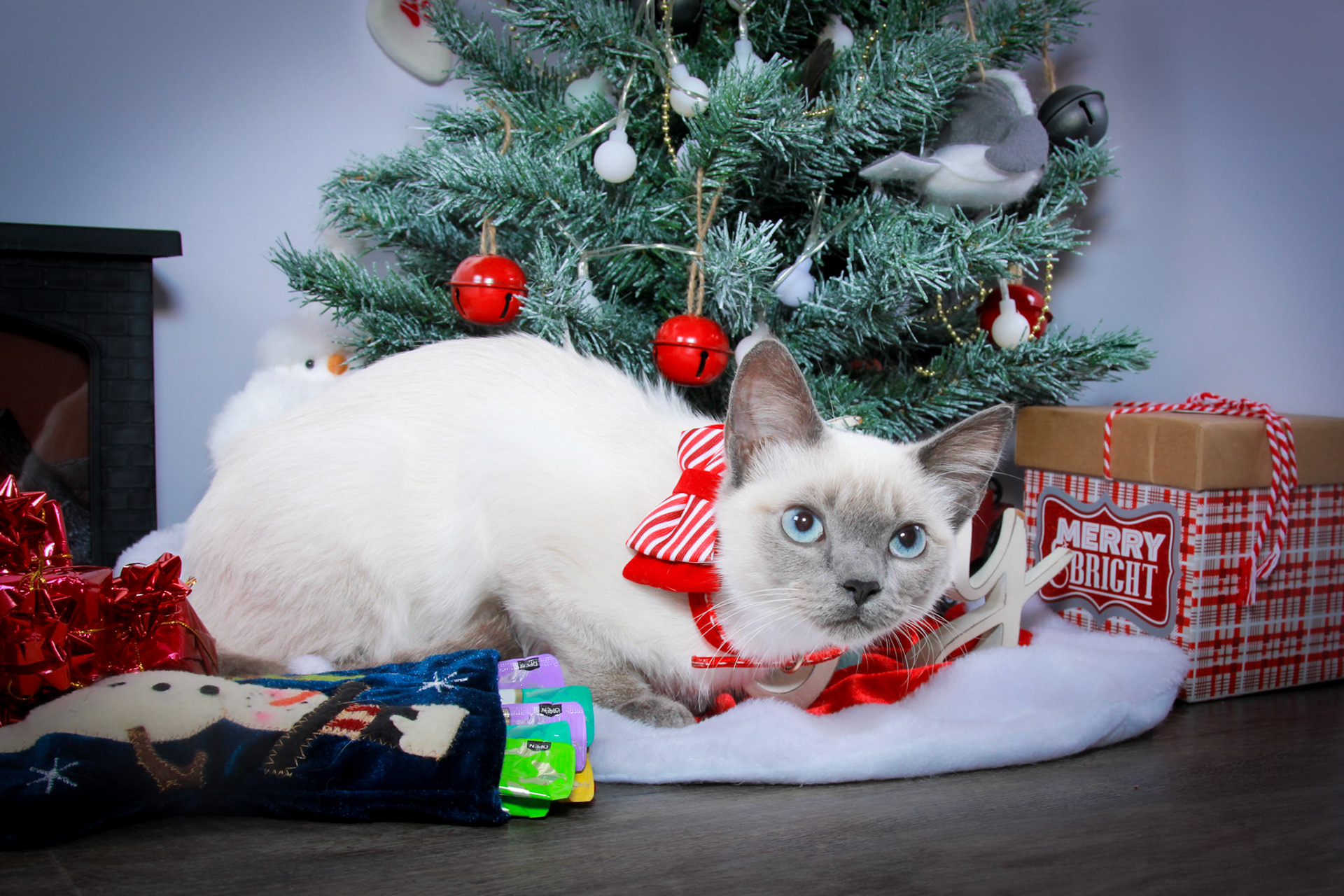 Grit (F-DSH-Seal Point Siamese)