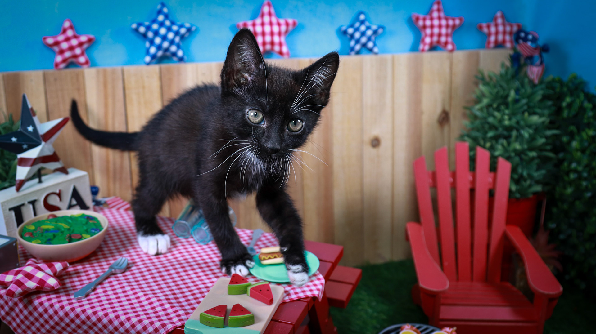 Davy Jones (M-DSH-Black/White/Tuxie)