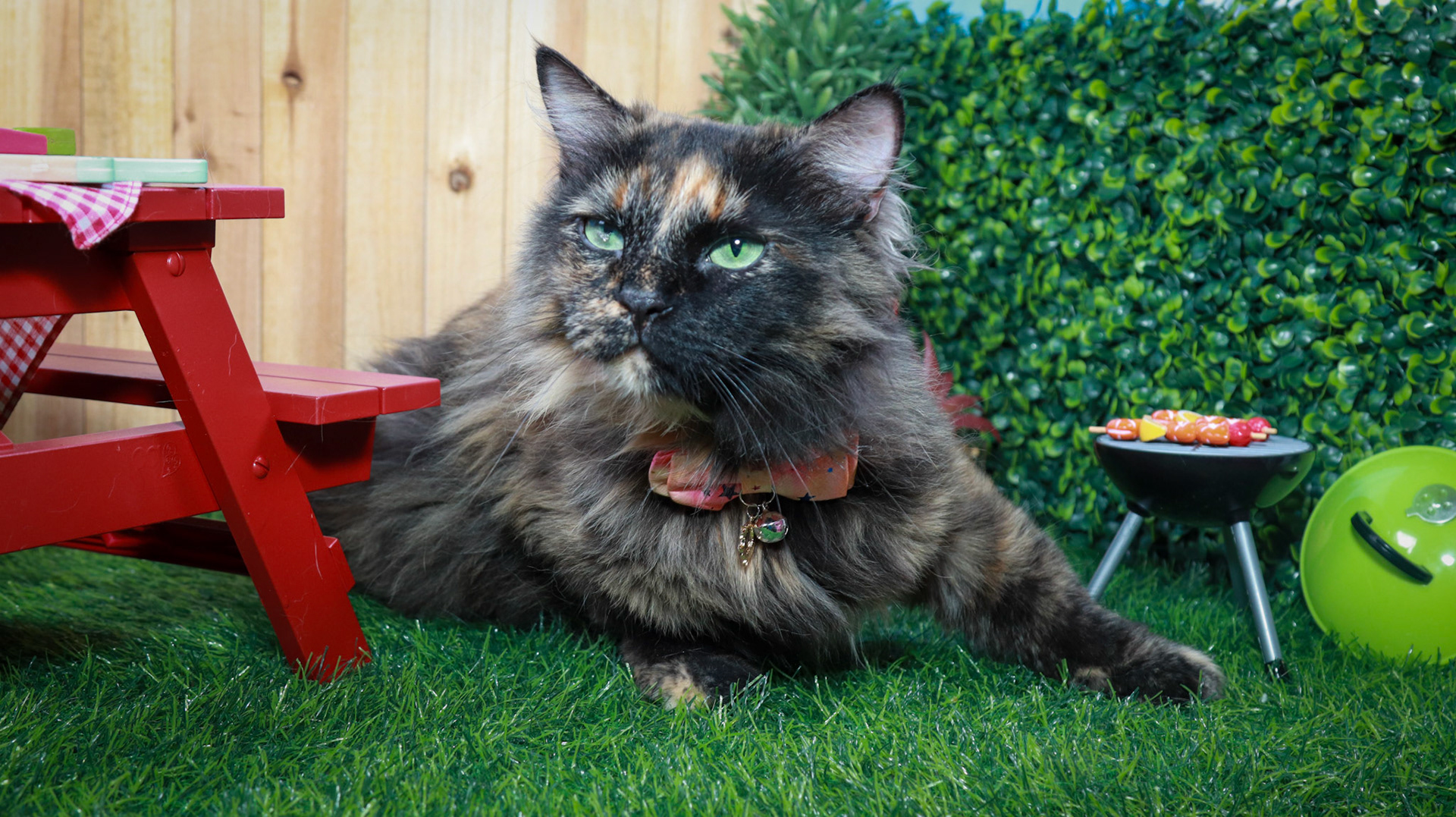 Tortina (F-DLH-Tortie/Manx)