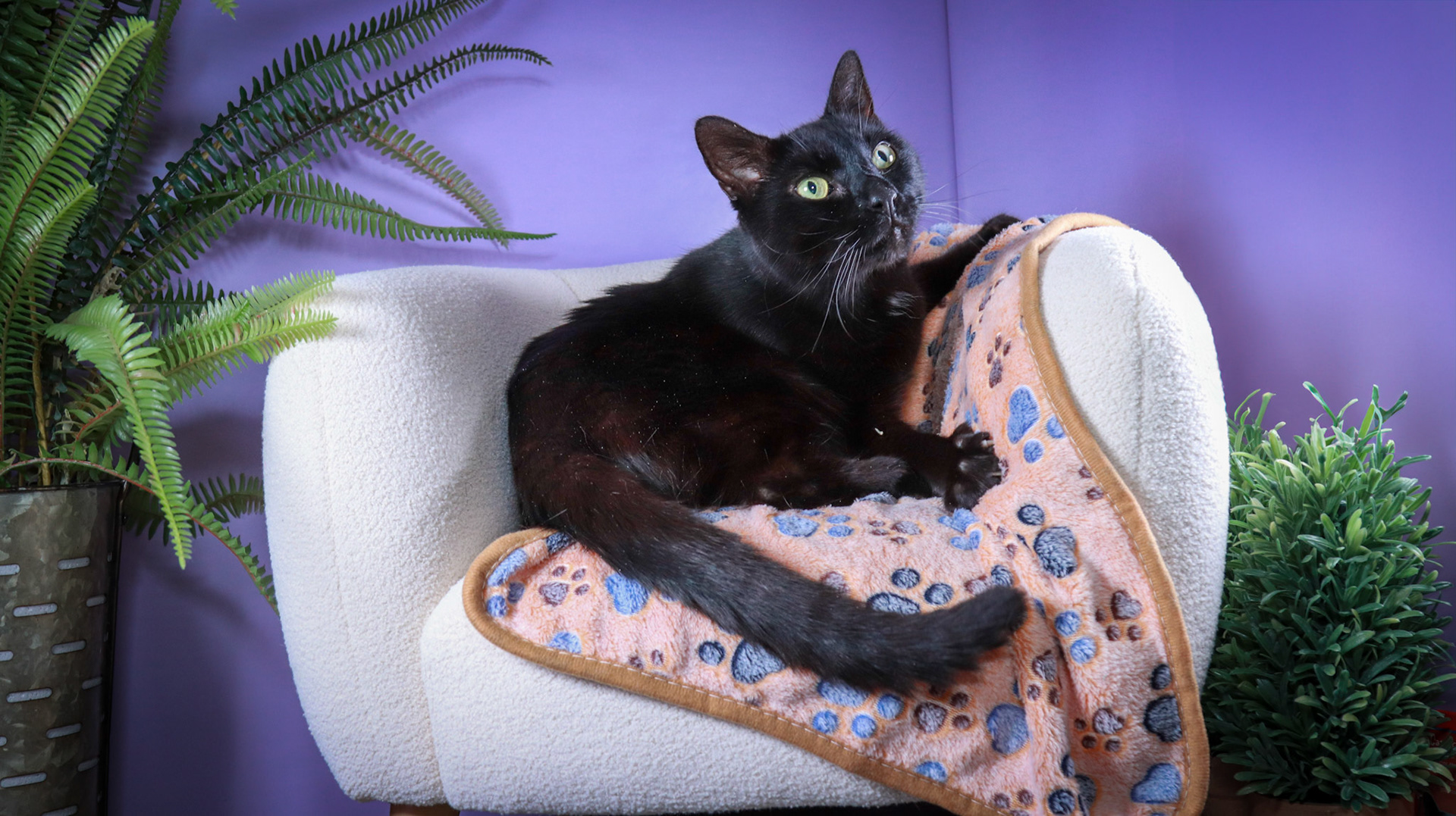 Klondike (M-DSH-Black)