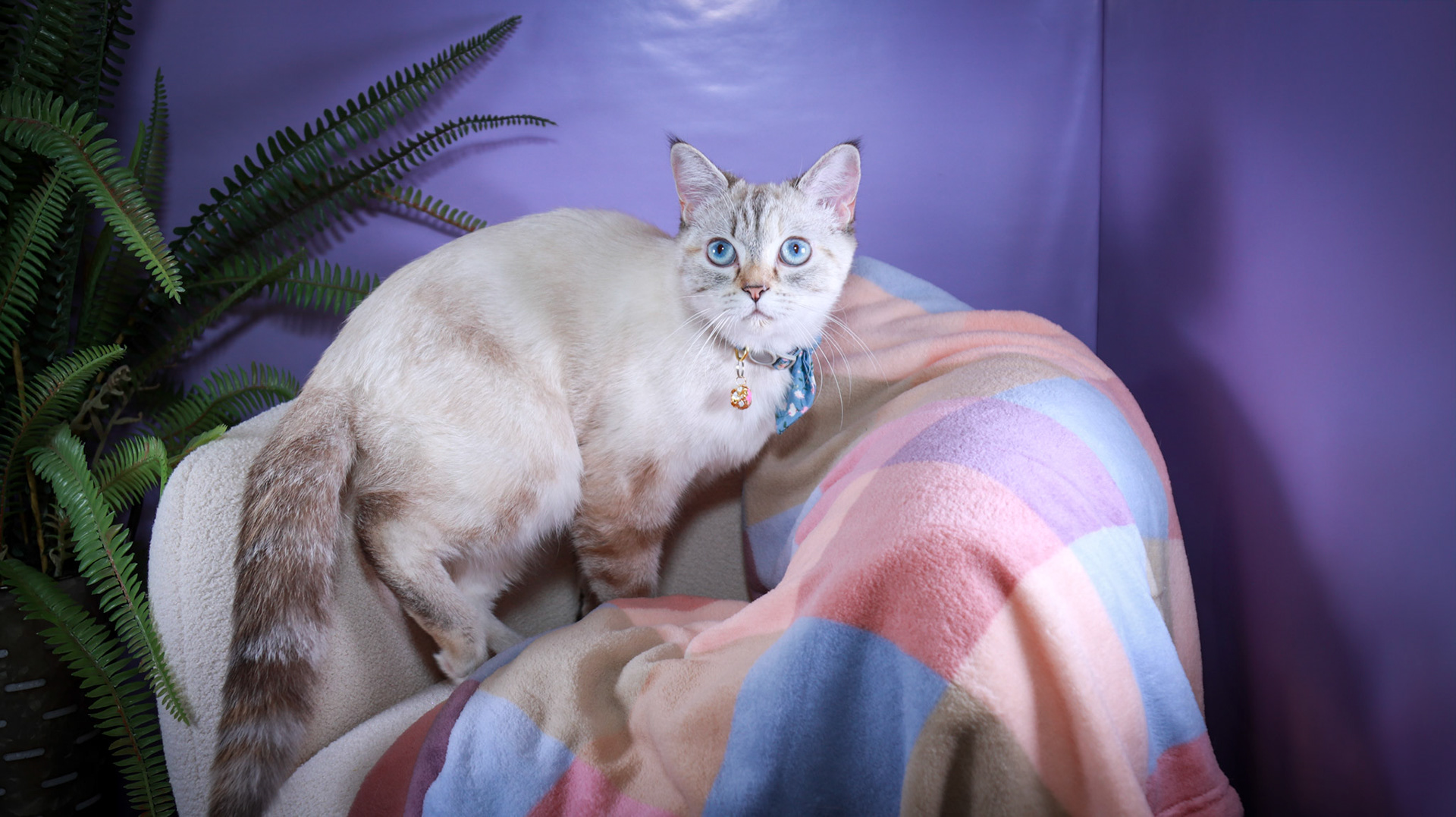 Lumi (F-DSH-Lynx Point Siamese)
