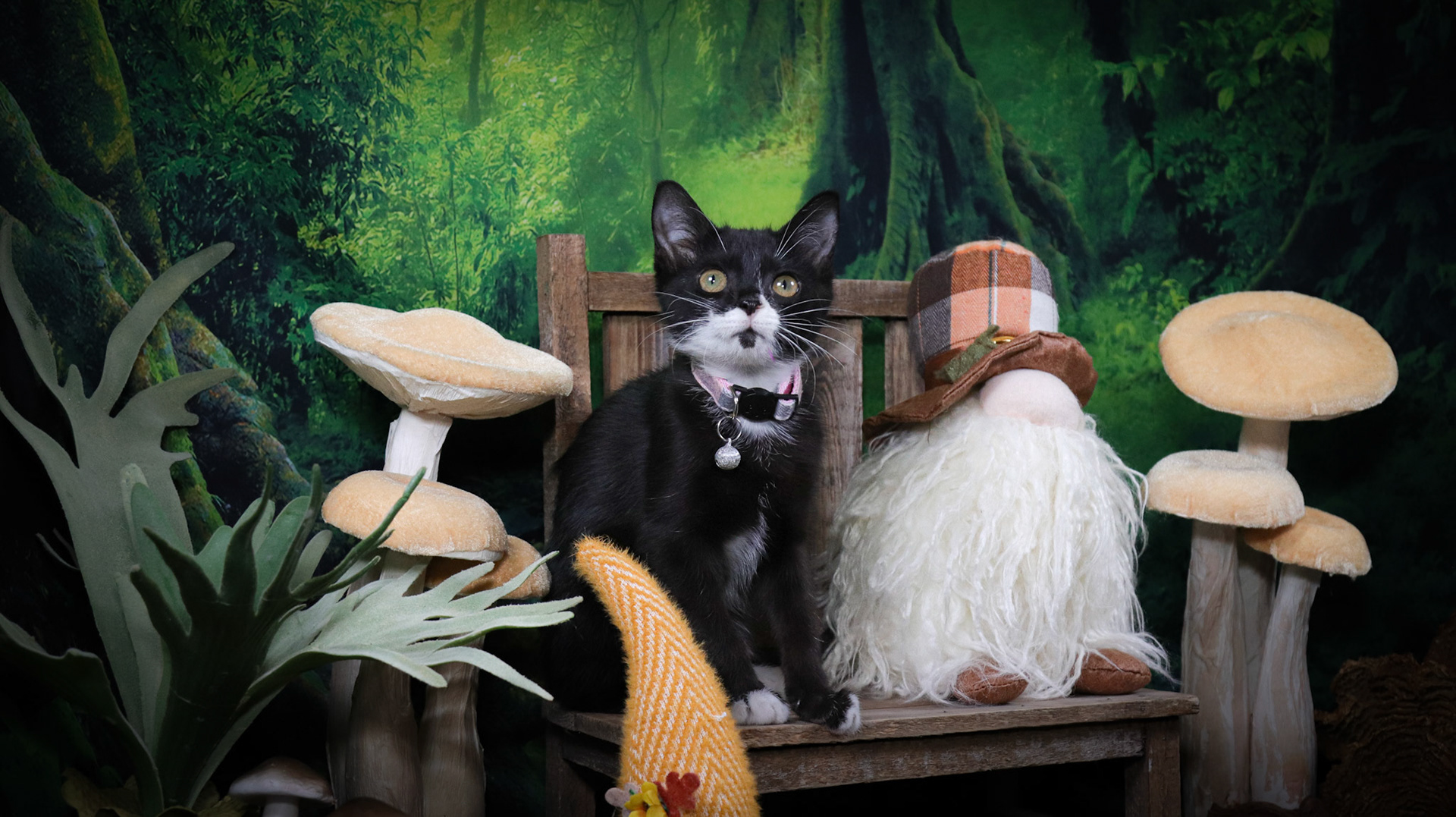 Enid (F-DSH-Black/White/Tuxie)