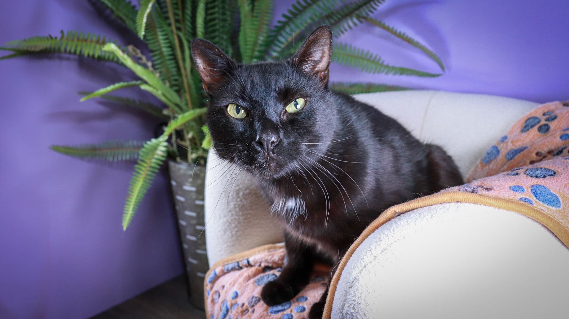 Klondike (M-DSH-Black)