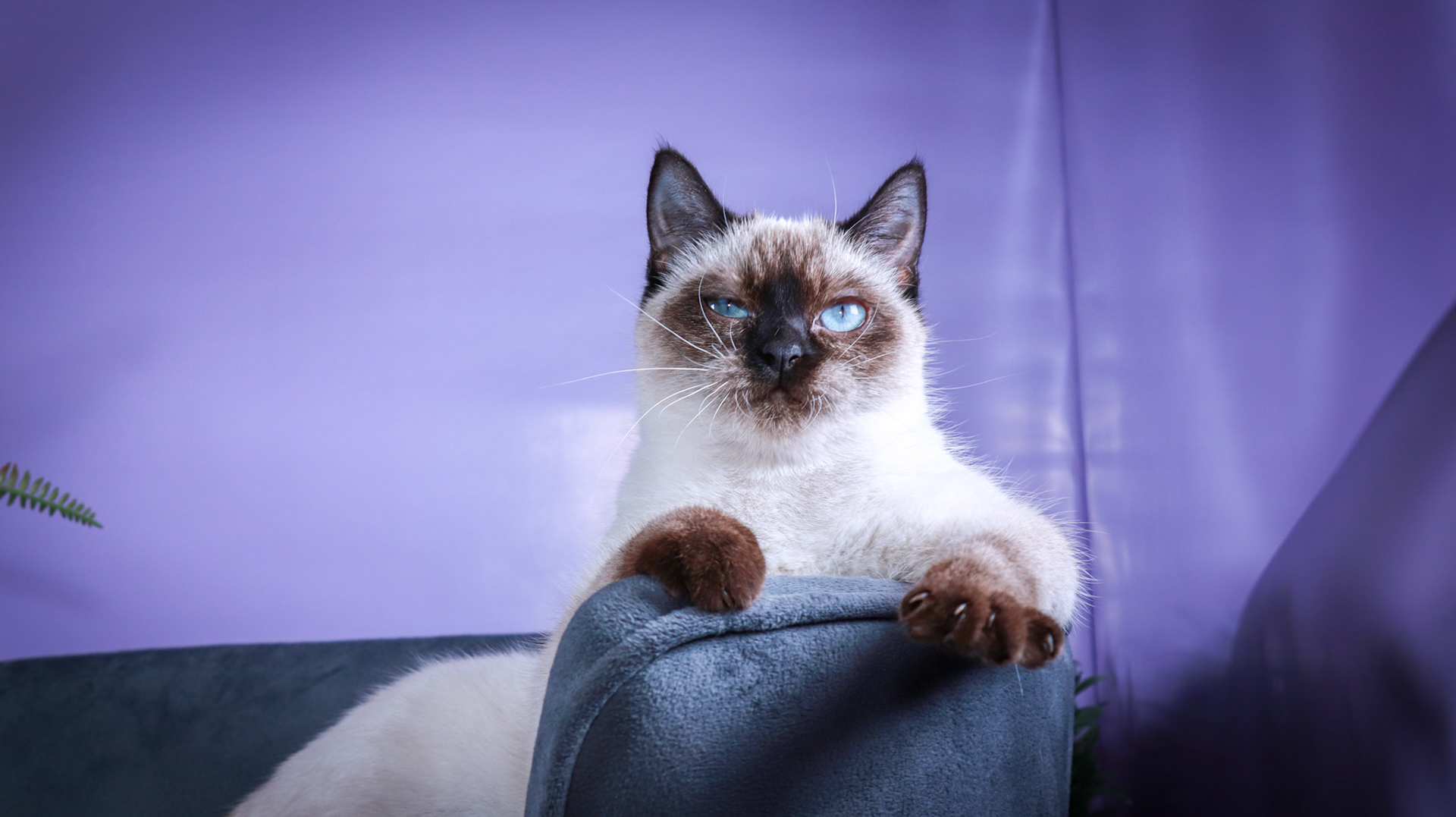 Meci (F-DSH-Seal Point Siamese)