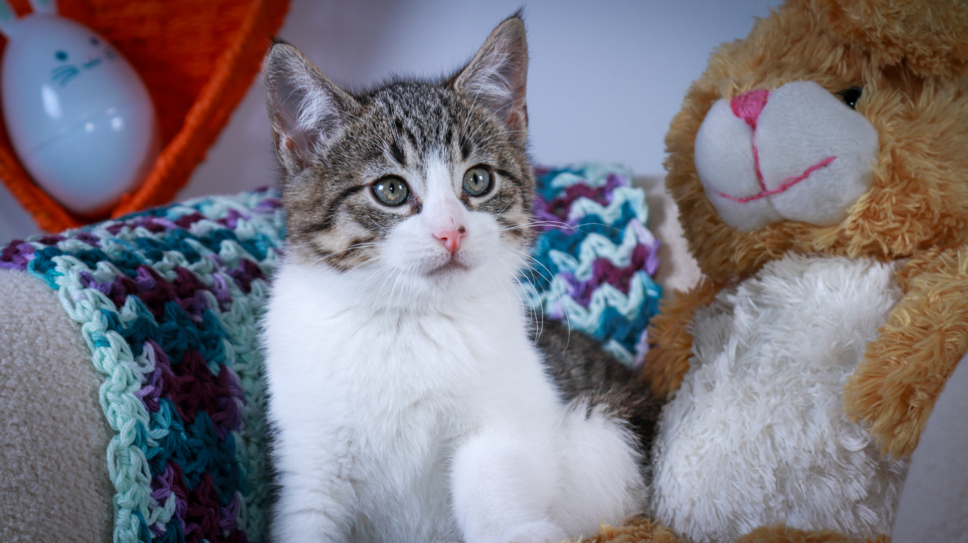 Gus (M-DSH-Tabby/White)