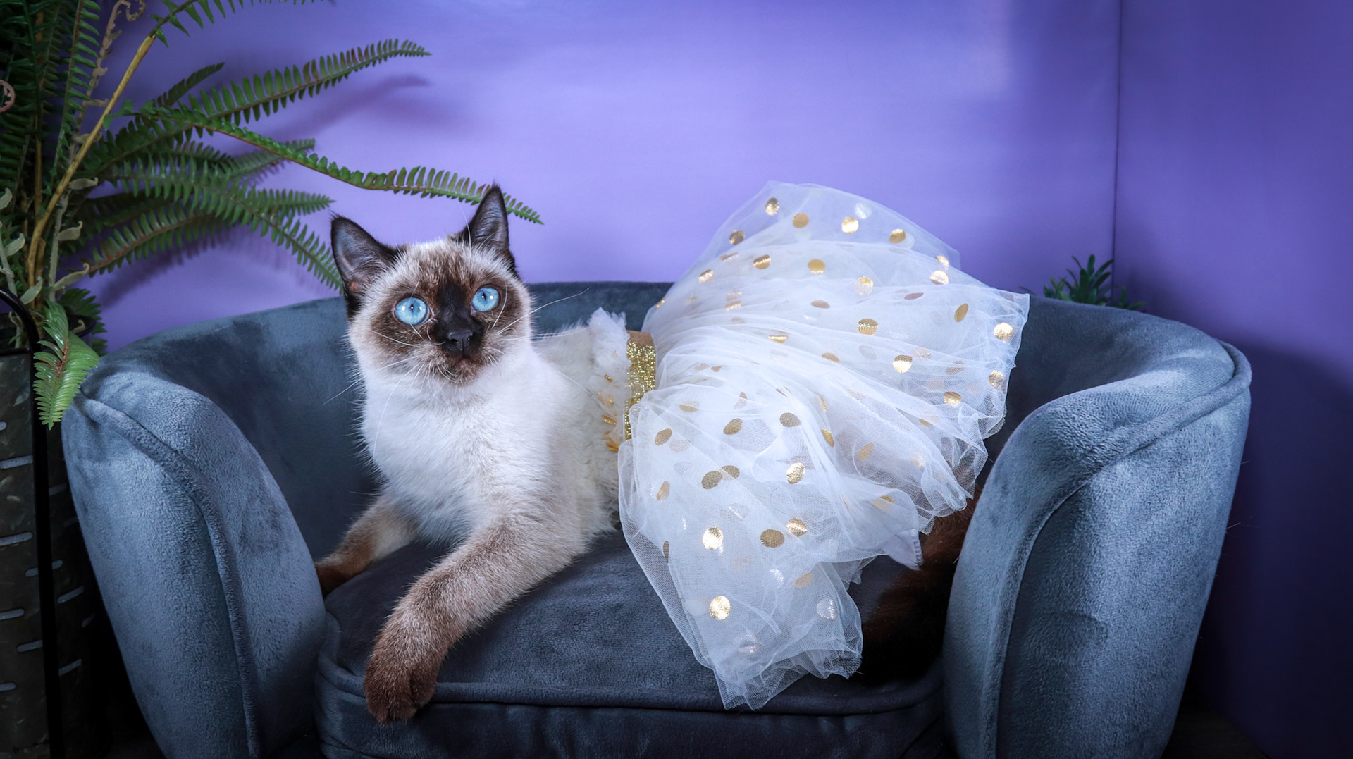 Meci (F-DSH-Seal Point Siamese)