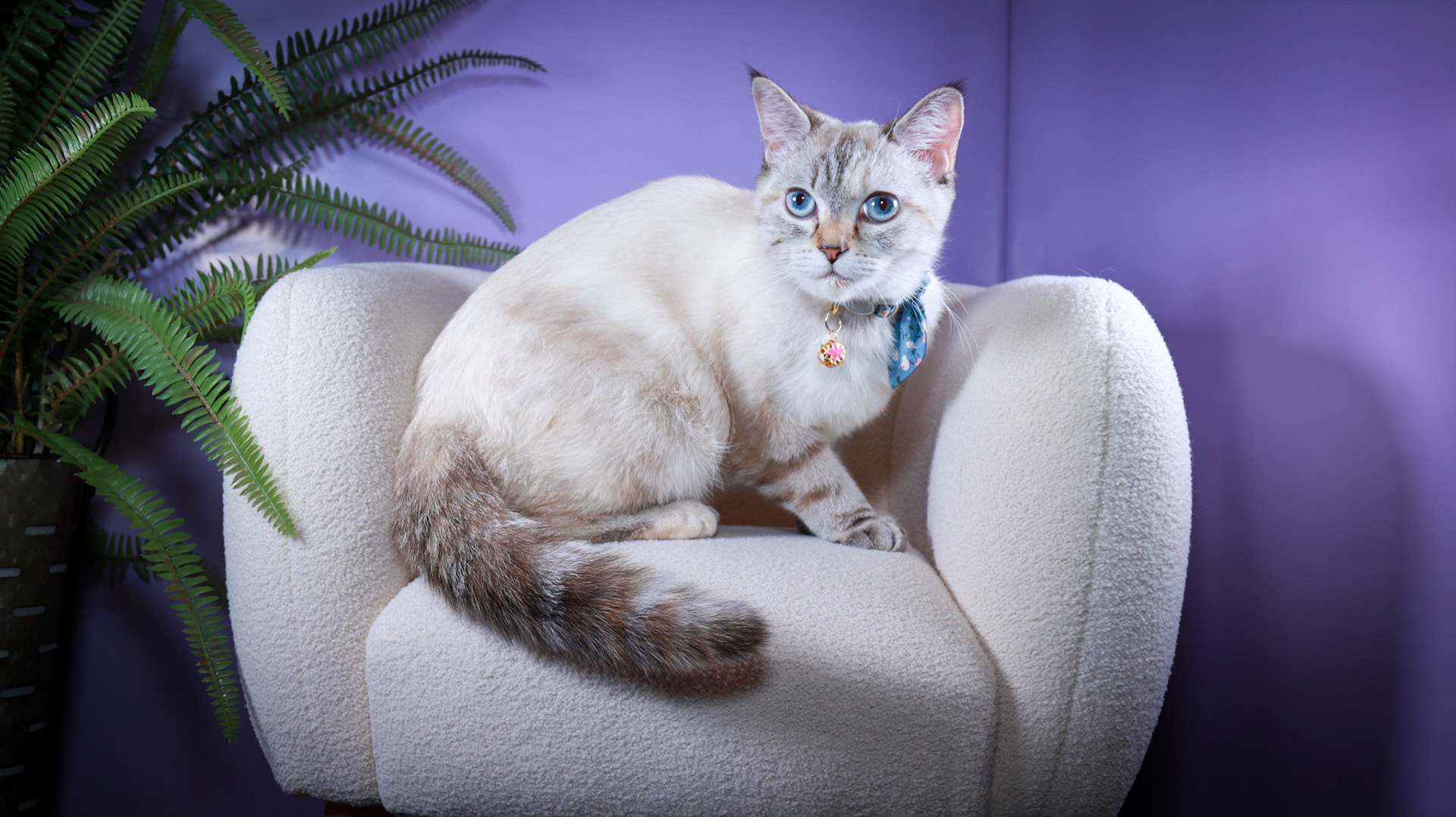 Lumi (F-DSH-Lynx Point Siamese)