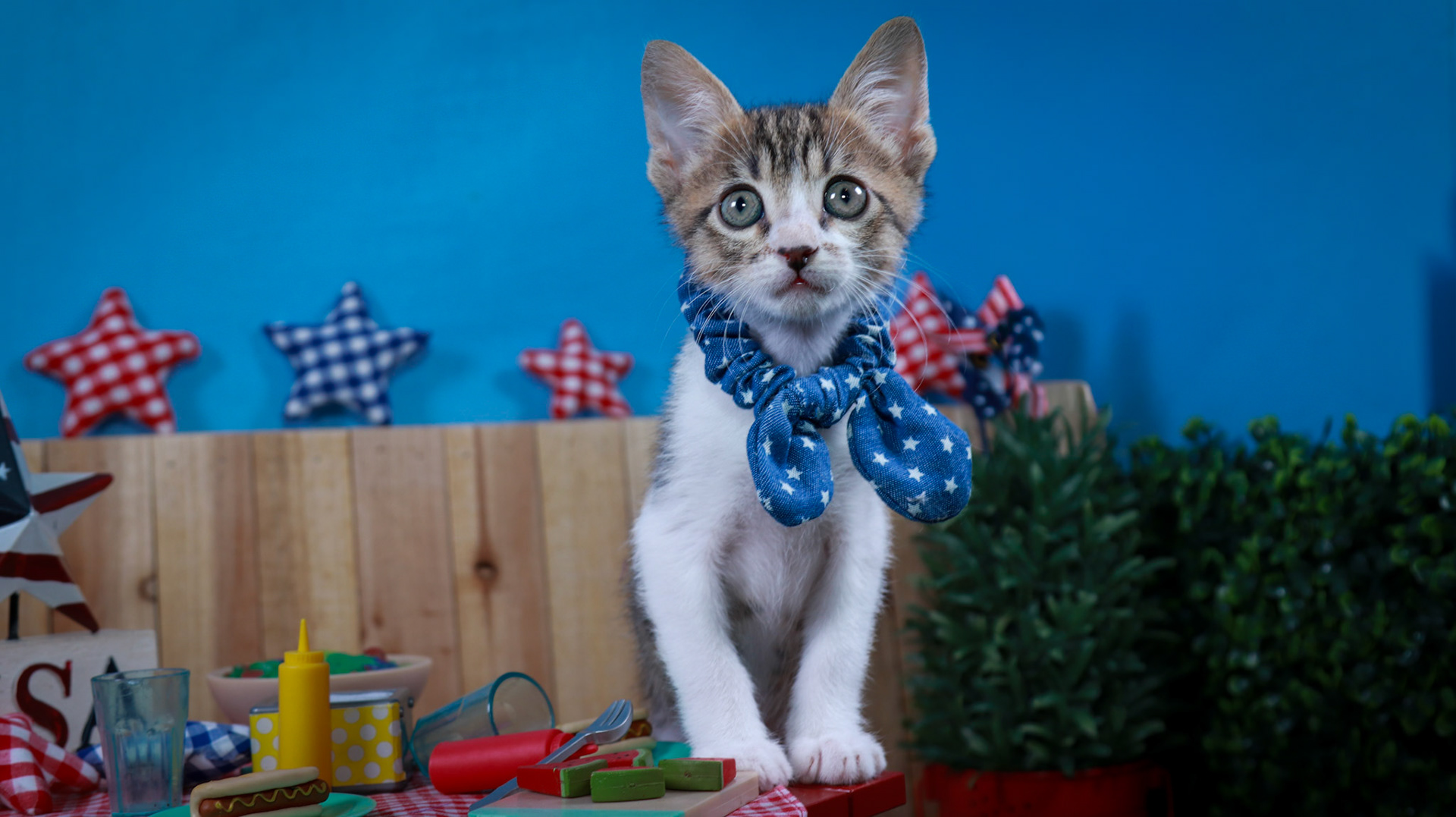 Eragon (M-DSH-Tabby/White)