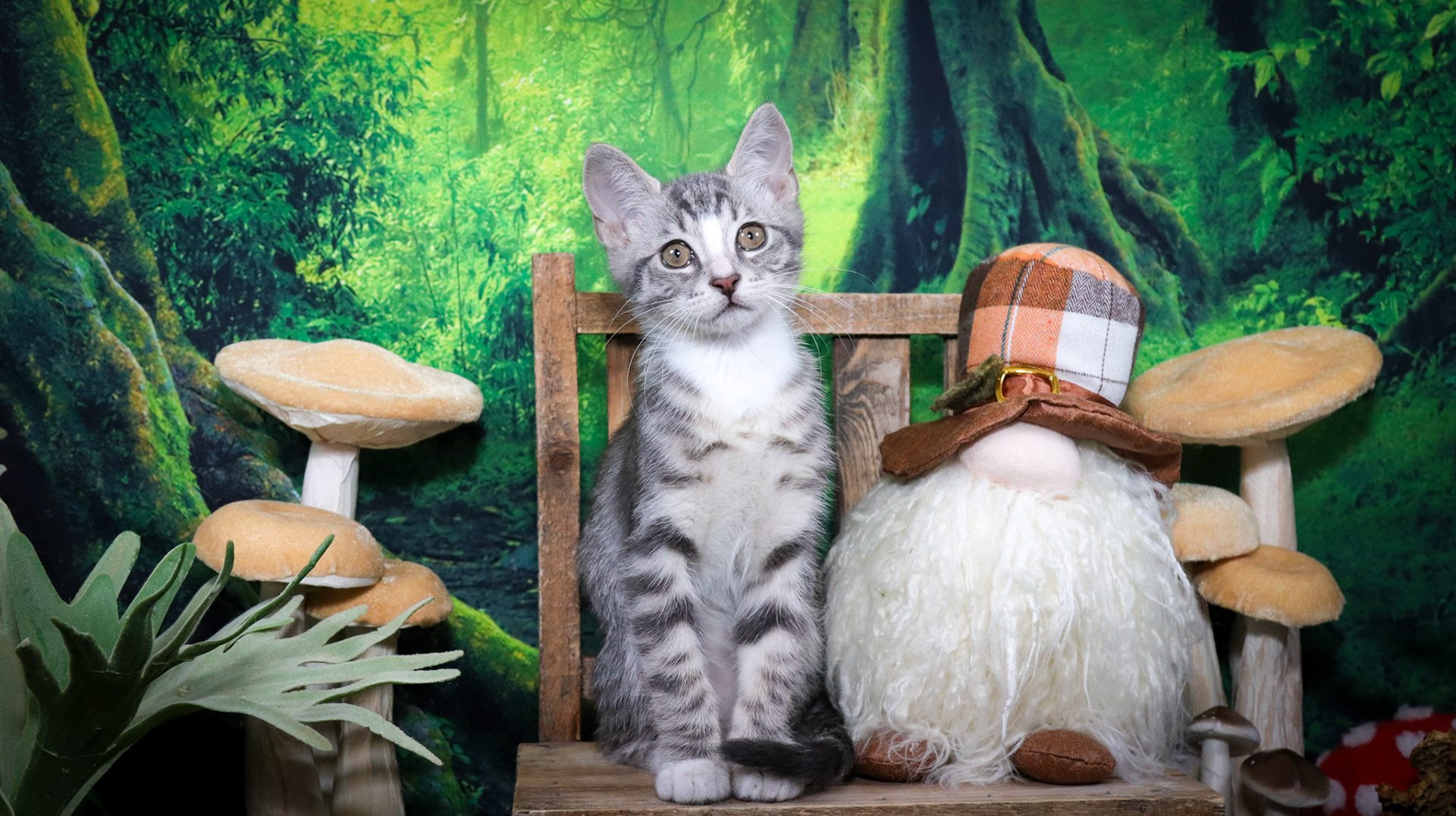 Inigo Montoya (M-DSH-Tabby/White/Tuxie)