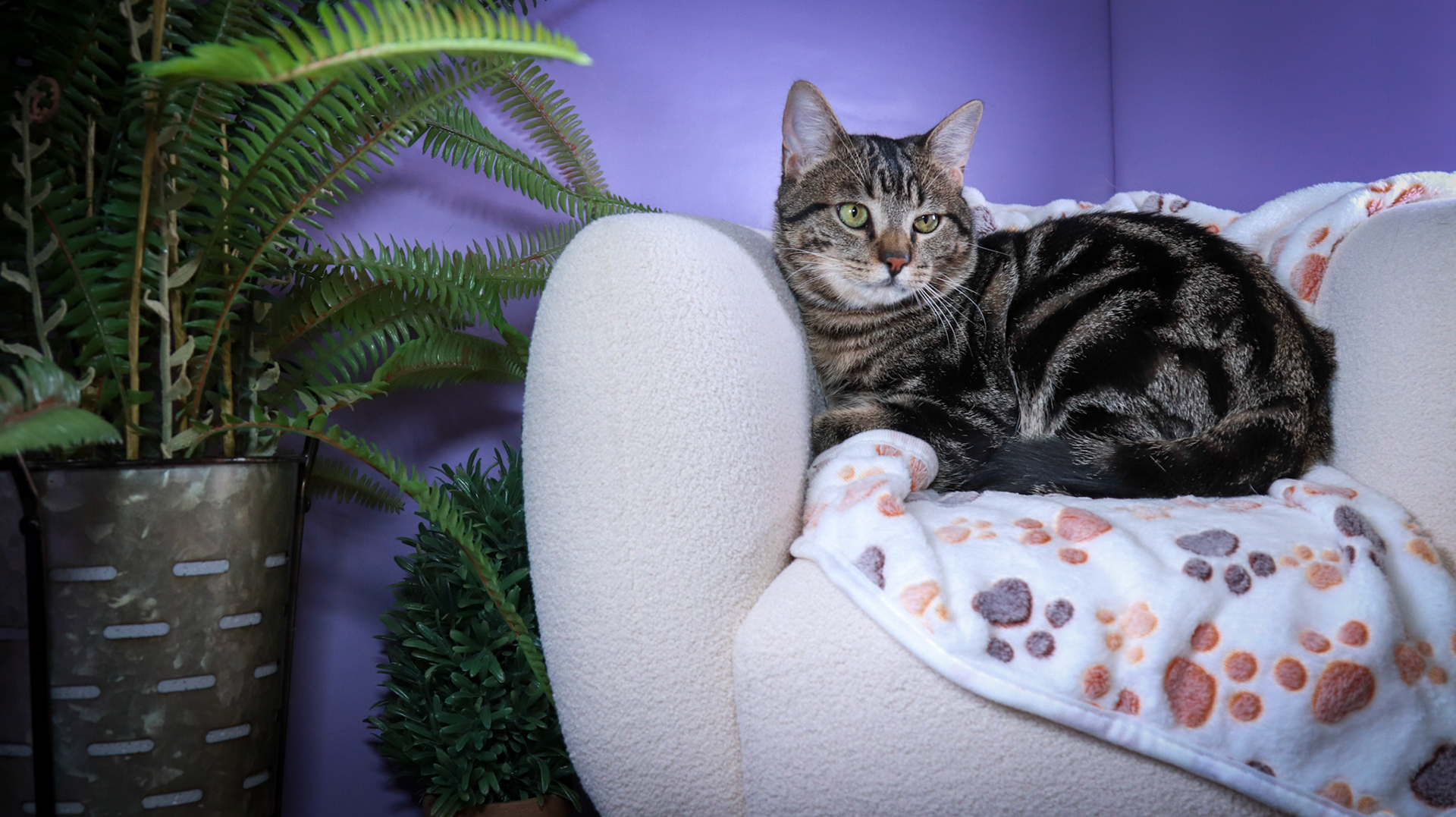 Max (M-DSH-Bullseye Tabby)