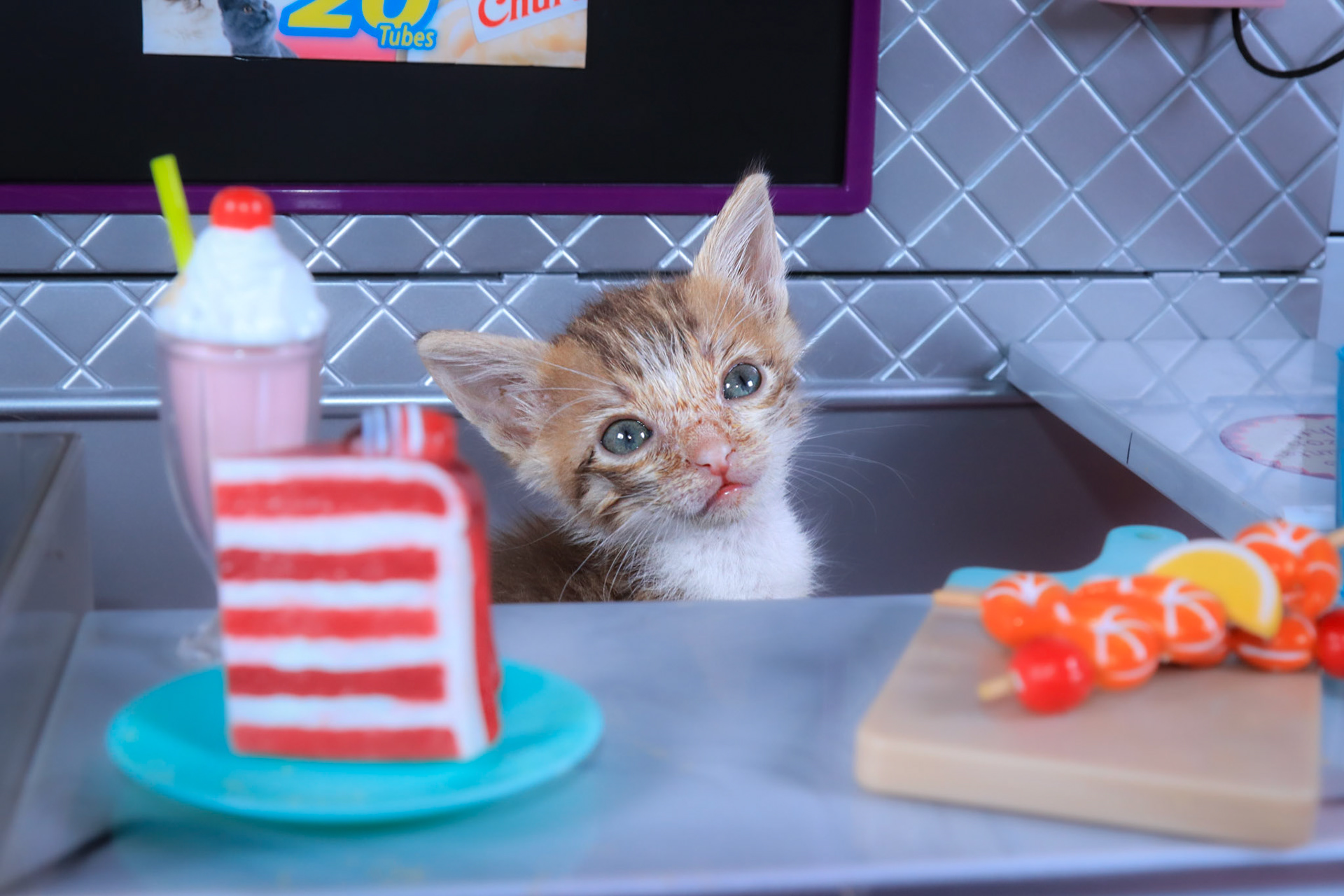 Copper (M-DSH-Copper/Tabby)