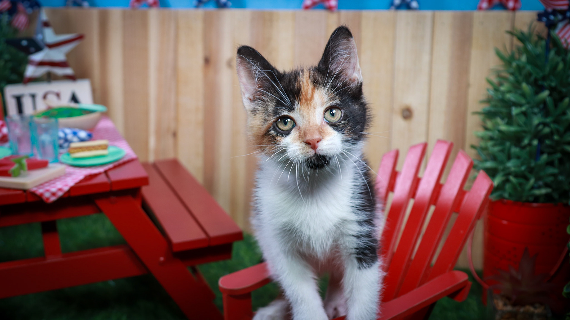 Calypso (F-DSH-Calico)