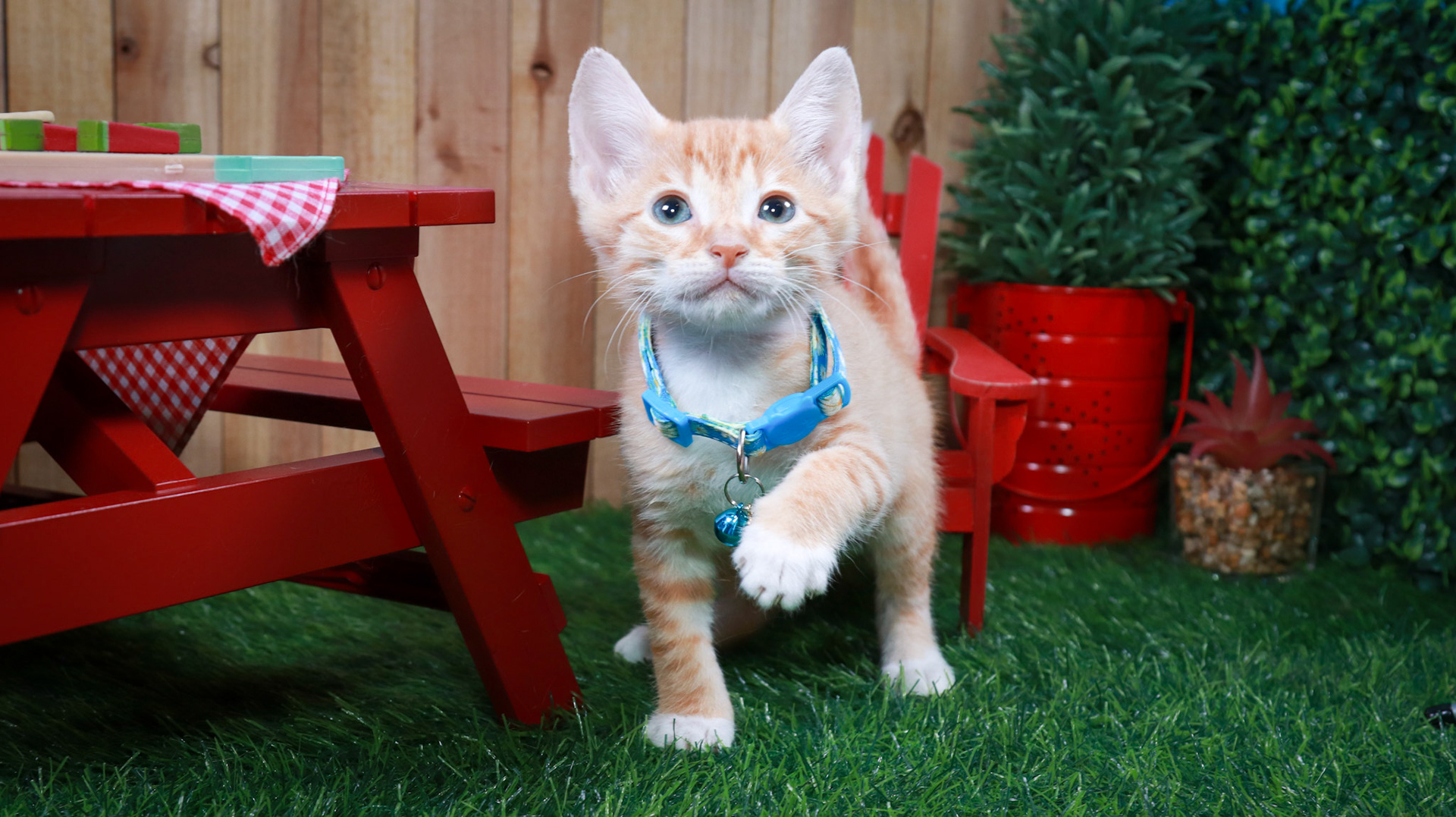 Dobbie (M-DSH-Ginger/White/Tuxie)