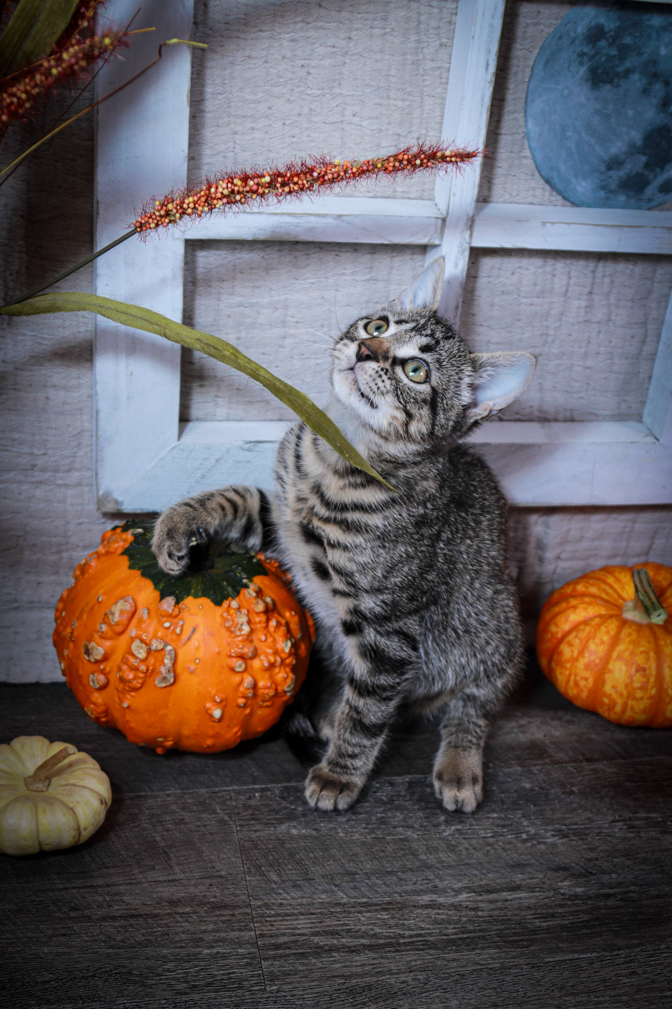 Newo (M-DSH-Tabby)