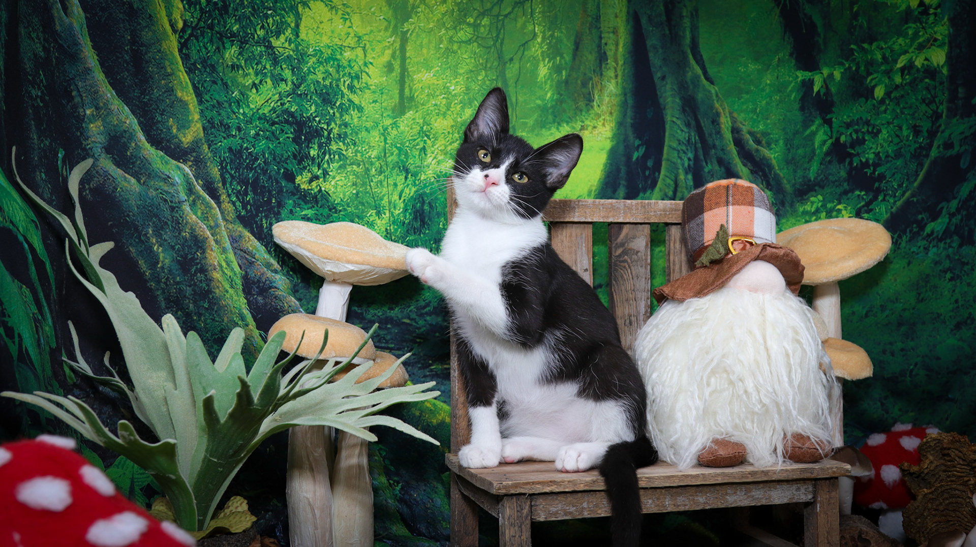 Gus (M-DSH-Black/White/Tuxie)