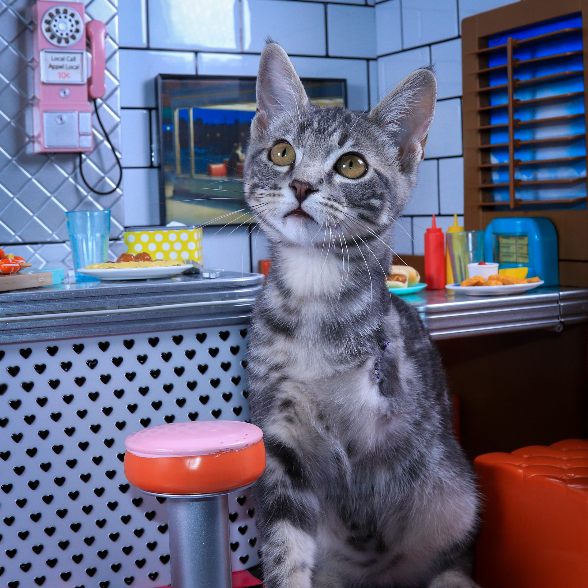Scorpio (M-DSH-Gray/White/Tabby)