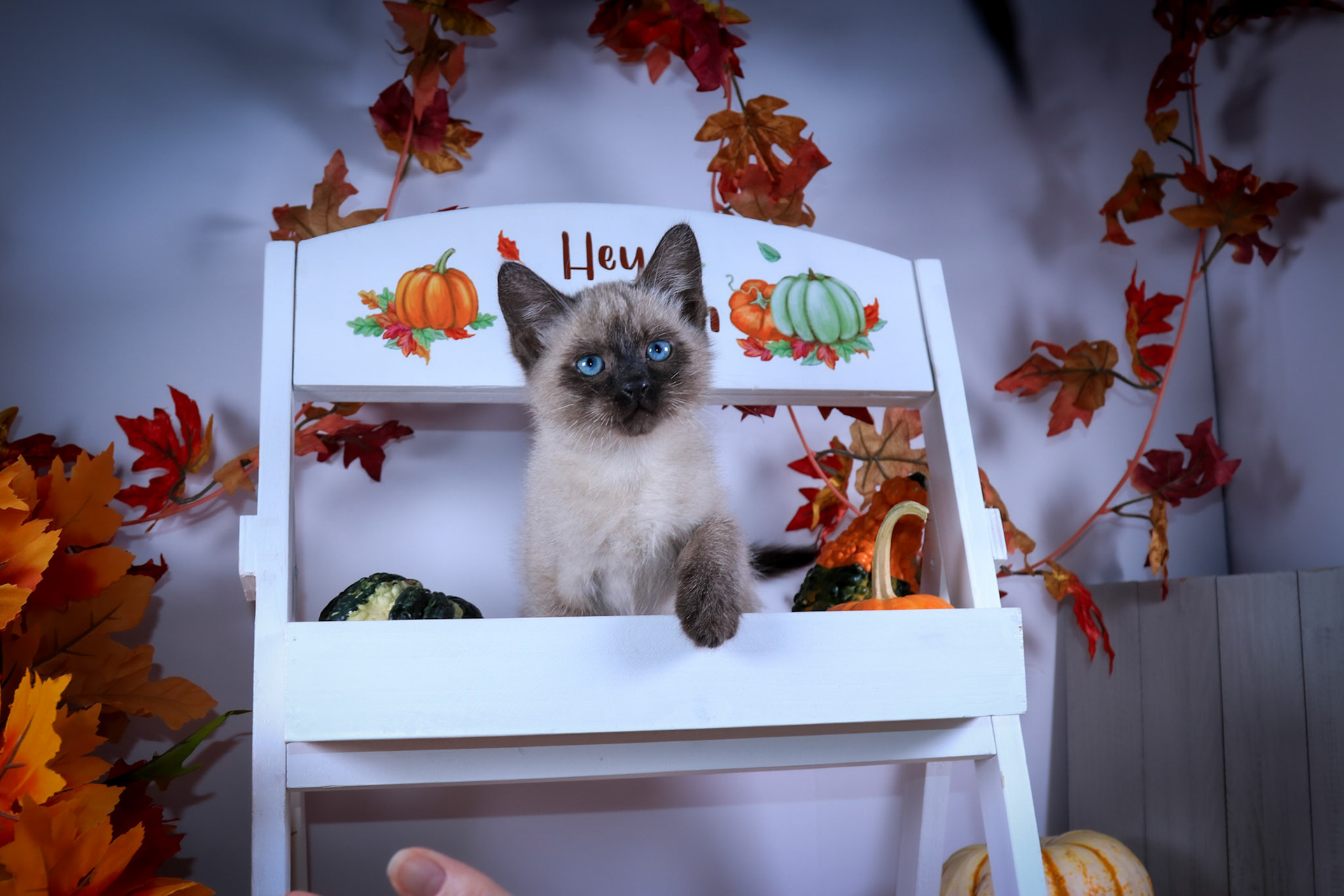 Salt (M-DSH-Seal Point Siamese)