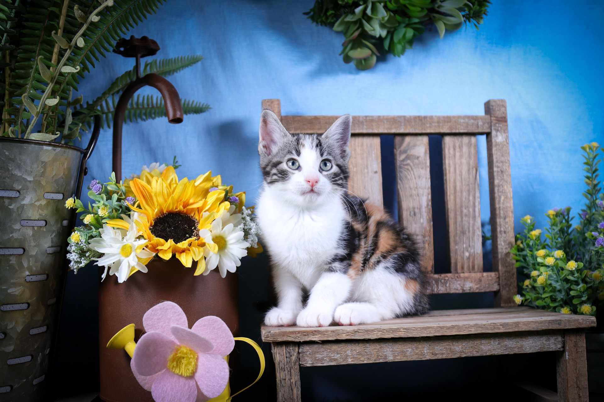 Bonnie (F-DSH-Calico)