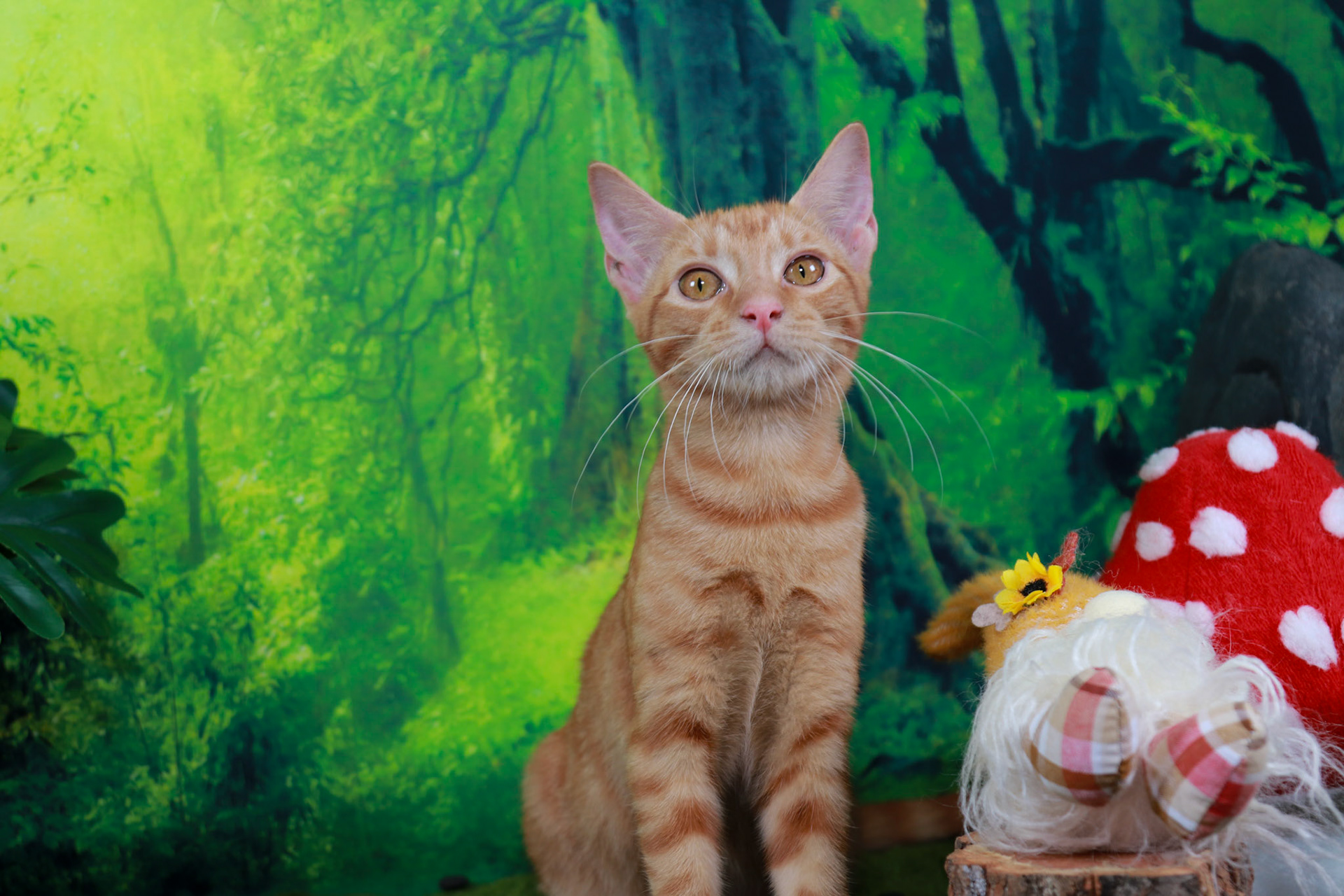 Peaches (F-DSH-Ginger/Tabby)