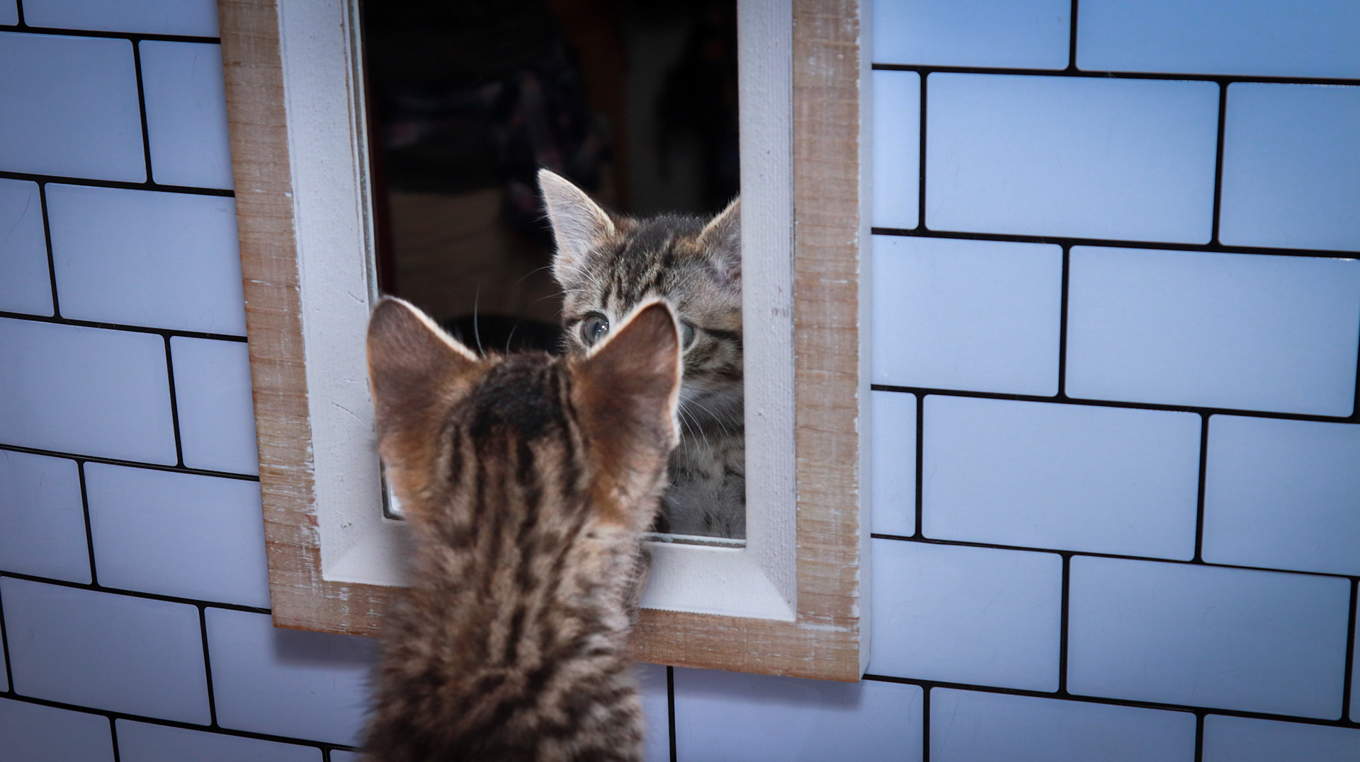 Maggie (F-DSH-Tabby)