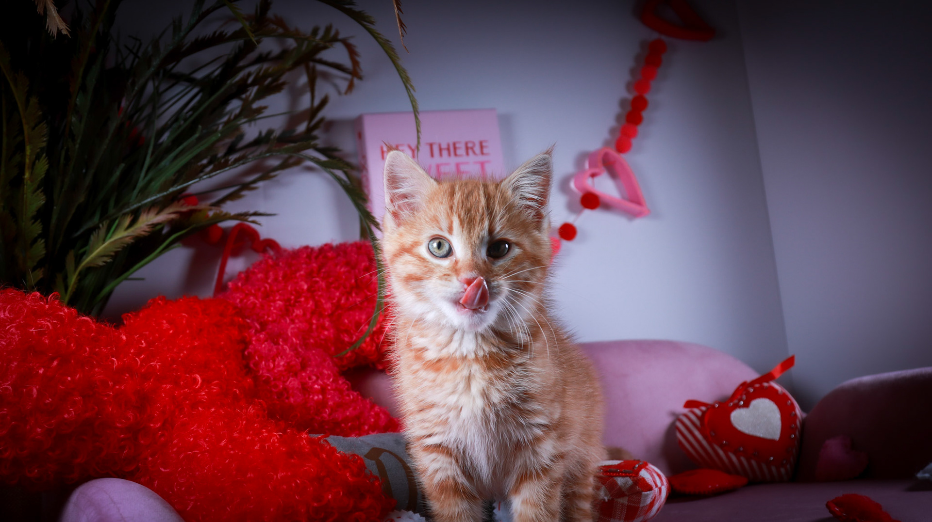 Squishy (M-DSH-Ginger)