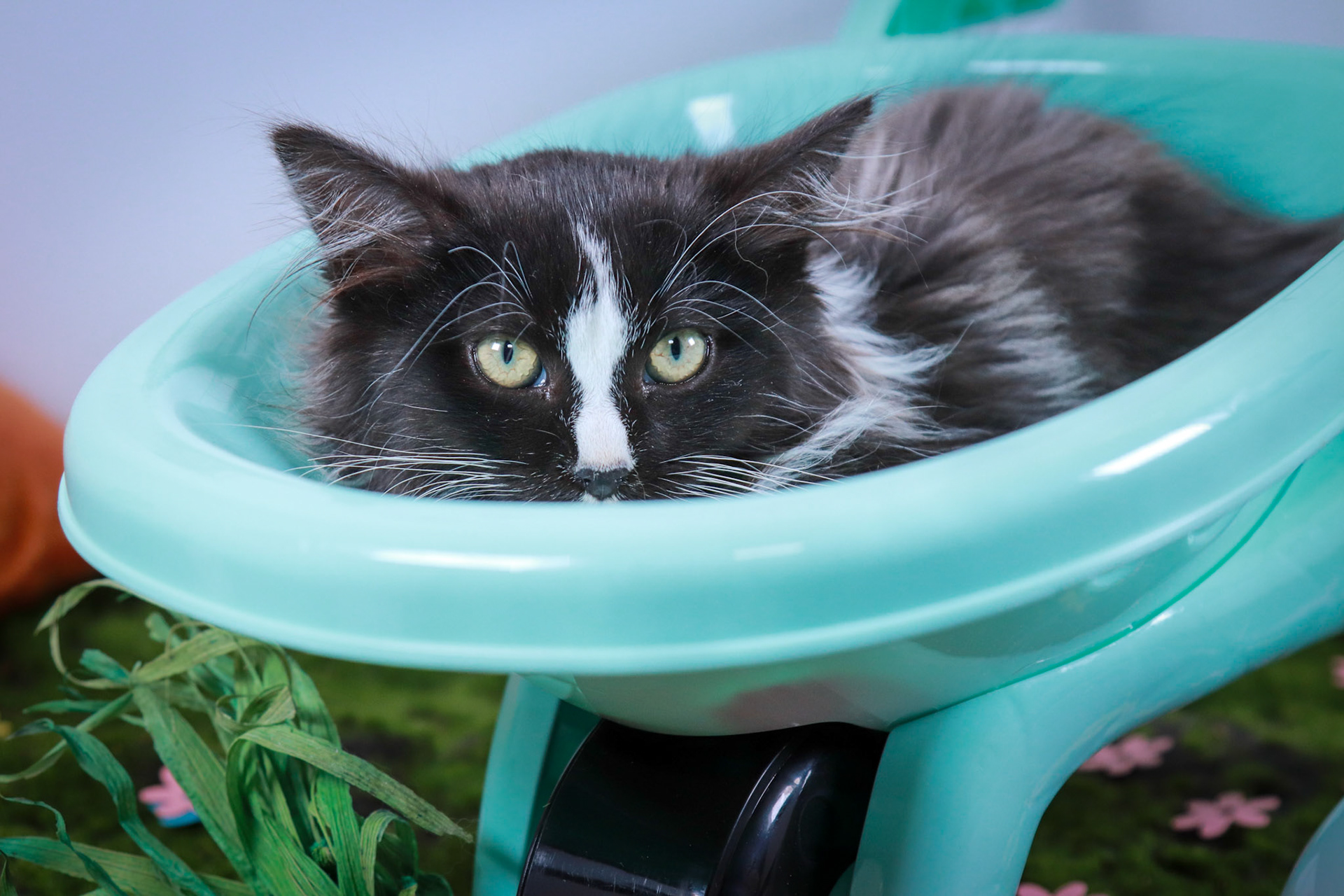Jade (F-DLH-Black/White/Tuxie)