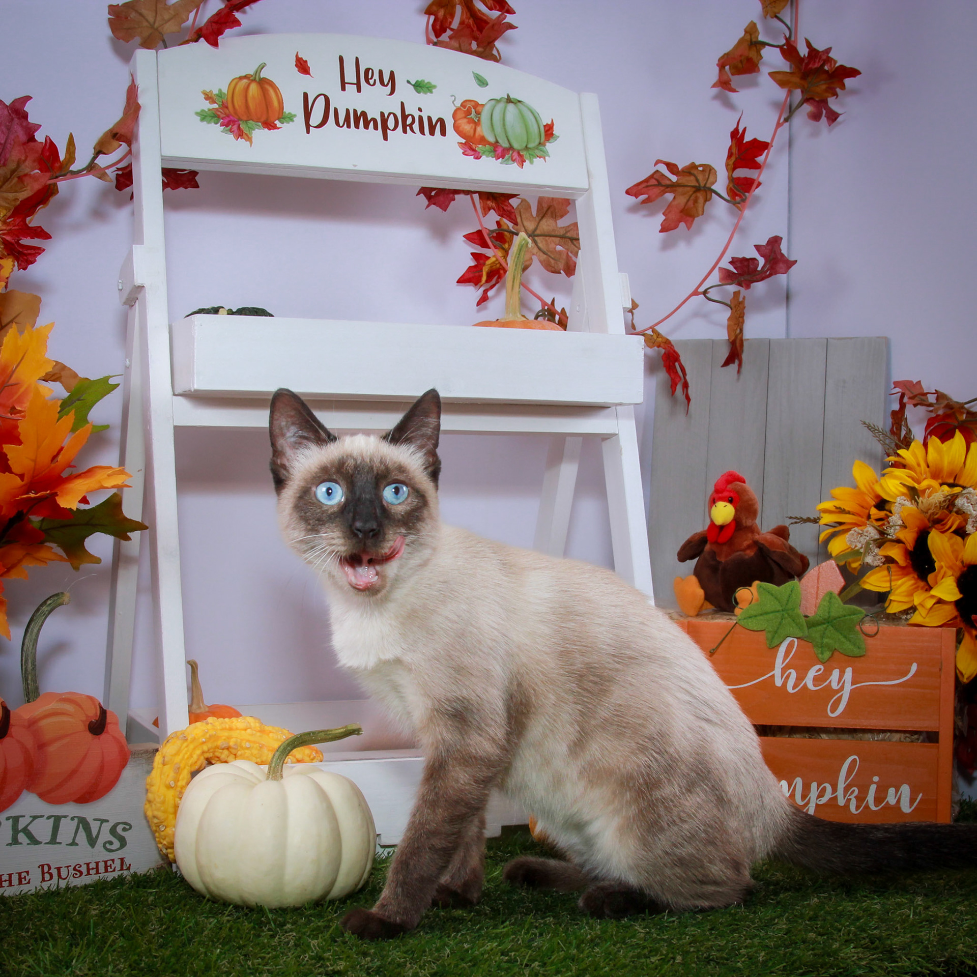 Rosie (F-DSH-Seal Point Siamese)
