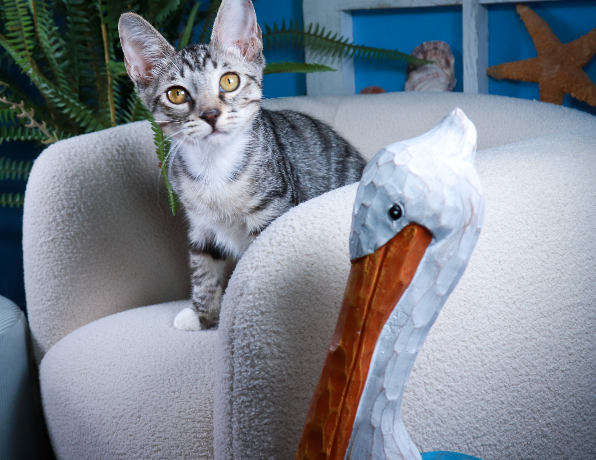 Whitefoot (F-DSH-Tabby/White)