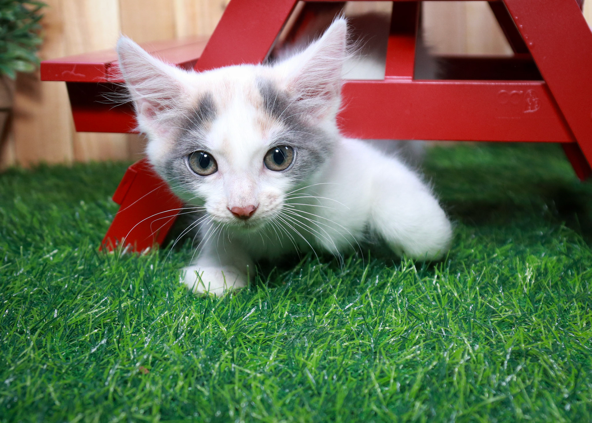 Coconut (F-DSH-Dilute/Calico)