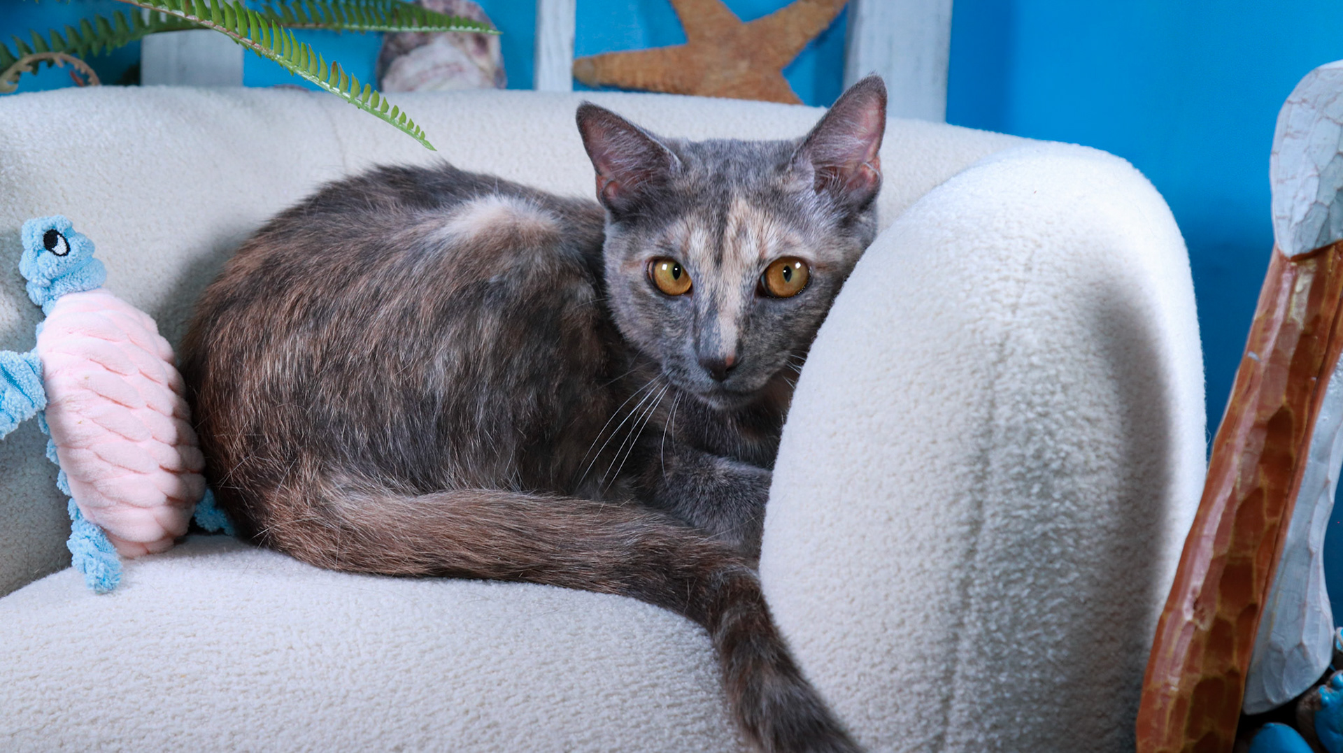 Willow (F-DSH-Dilute Calico)