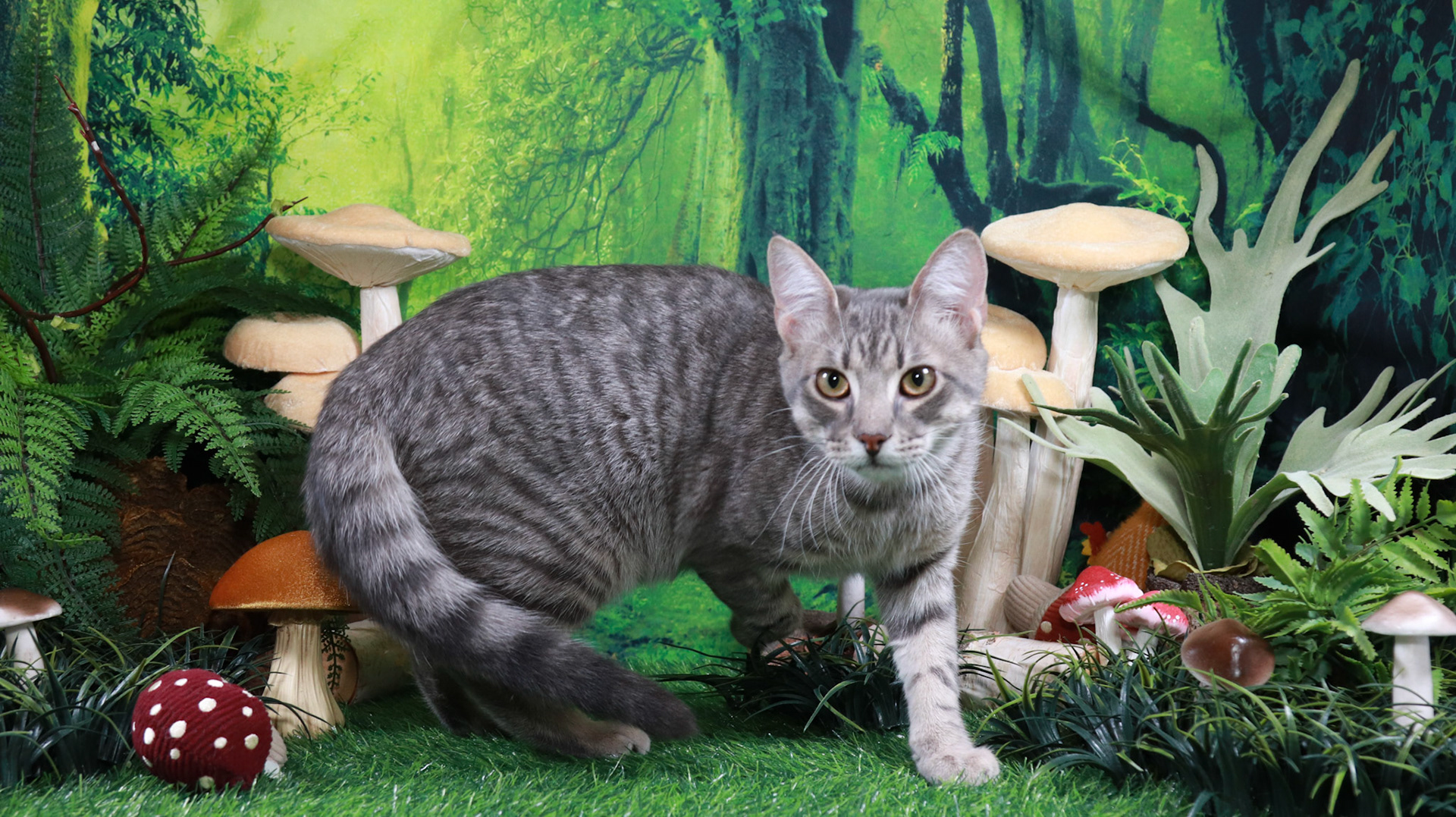 Samson (M-DSH-Grey/Tabby)