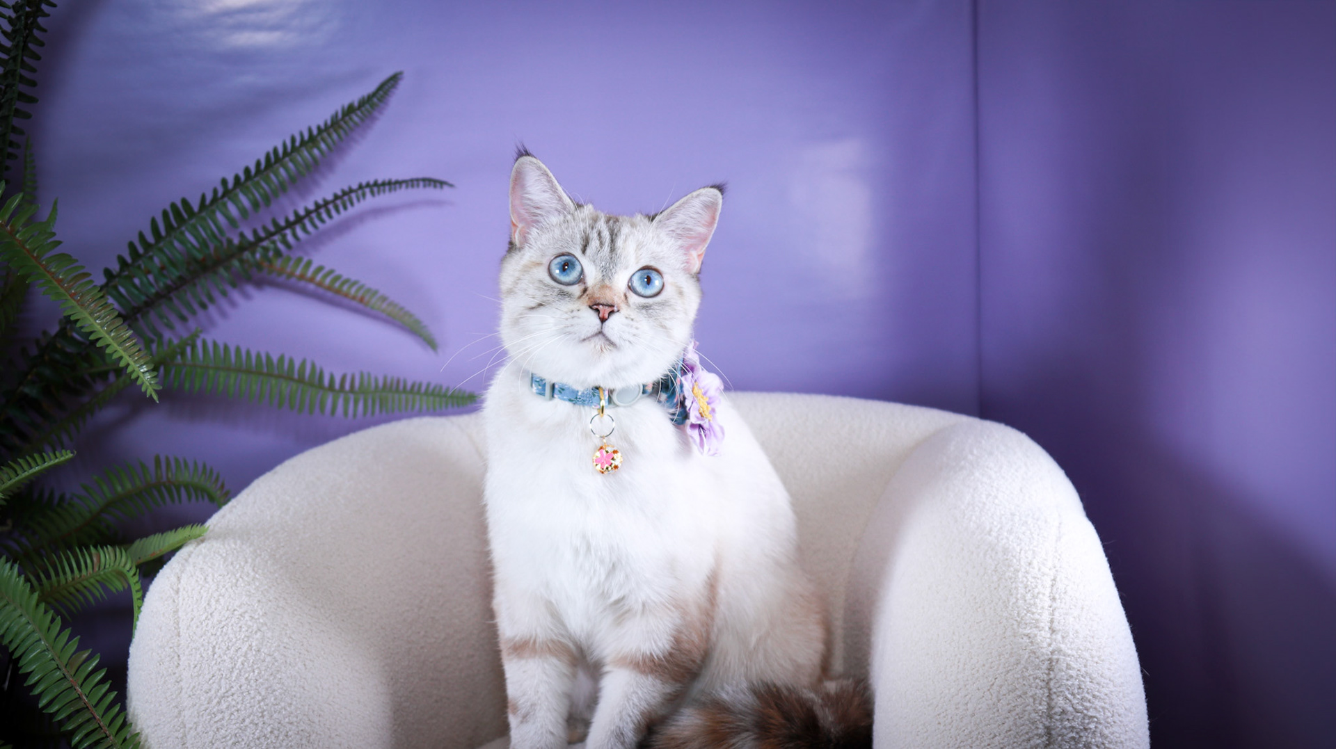 Lumi (F-DSH-Lynx Point Siamese)