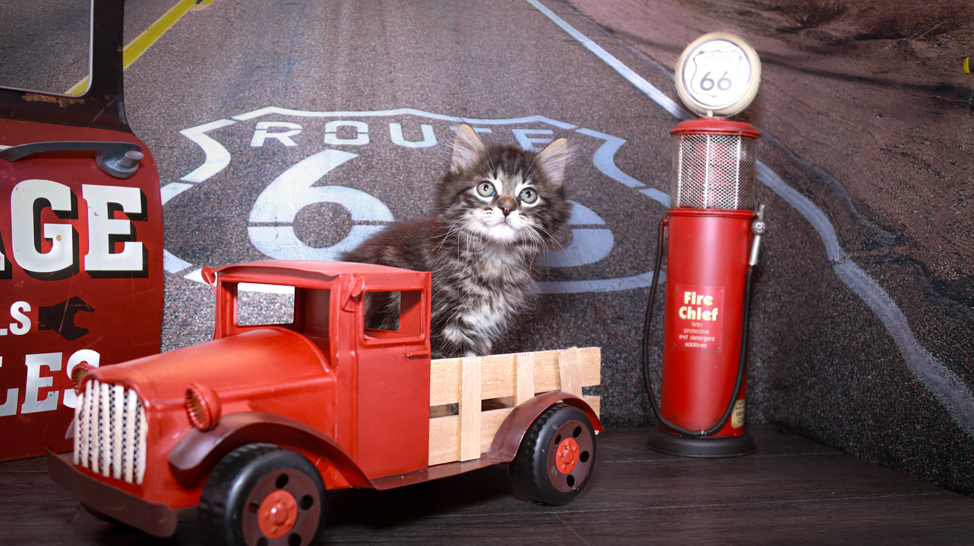 Finn (M-DLH-Brown Tabby)