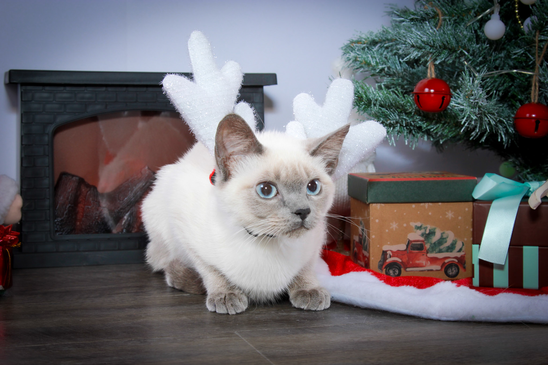 Grit (F-DSH-Seal Point Siamese)