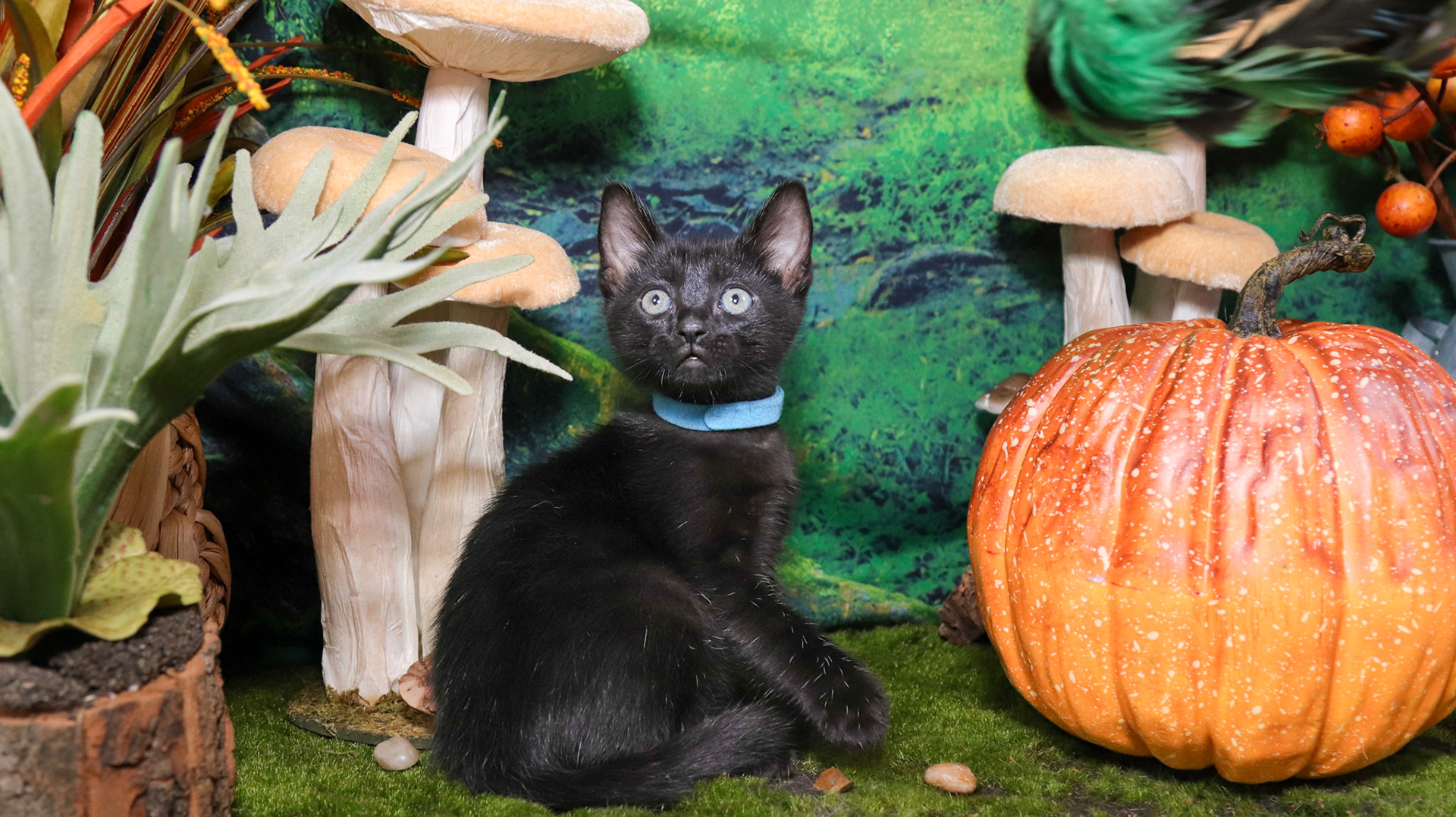 Koa (M-DSH-Polydactyl/Black)