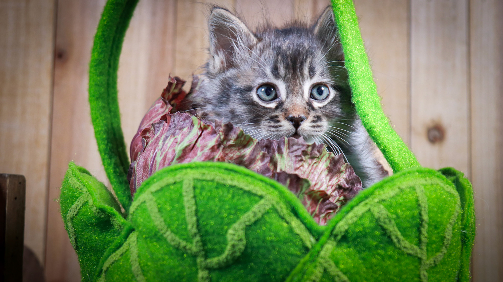 Stormy (M-DLH-Grey/Tan/Tabby)