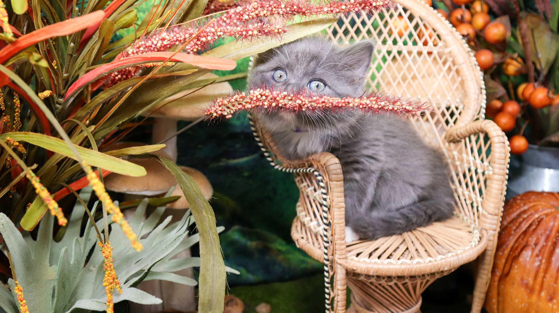 Oakley (F-DLH-Gray/White/Tuxie)