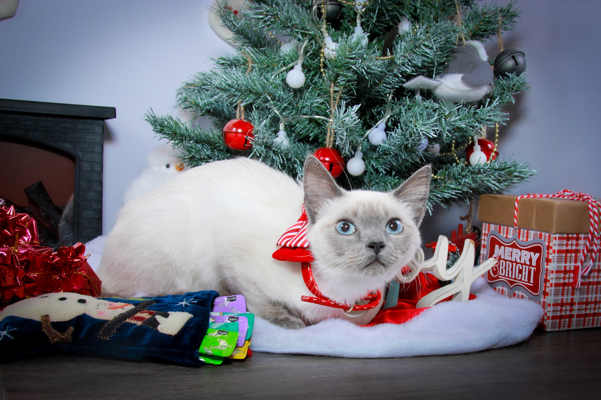 Grit (F-DSH-Seal Point Siamese)