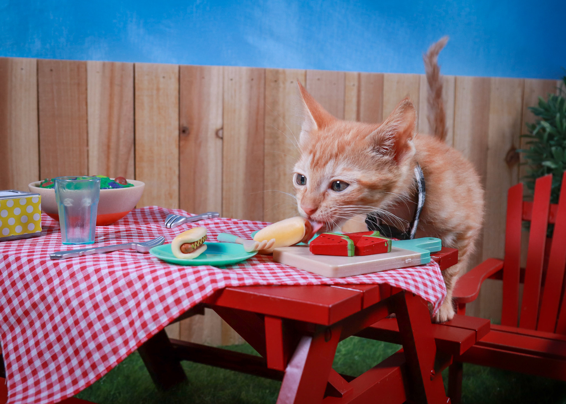 Tator Tot(M-DSH-Ginger)