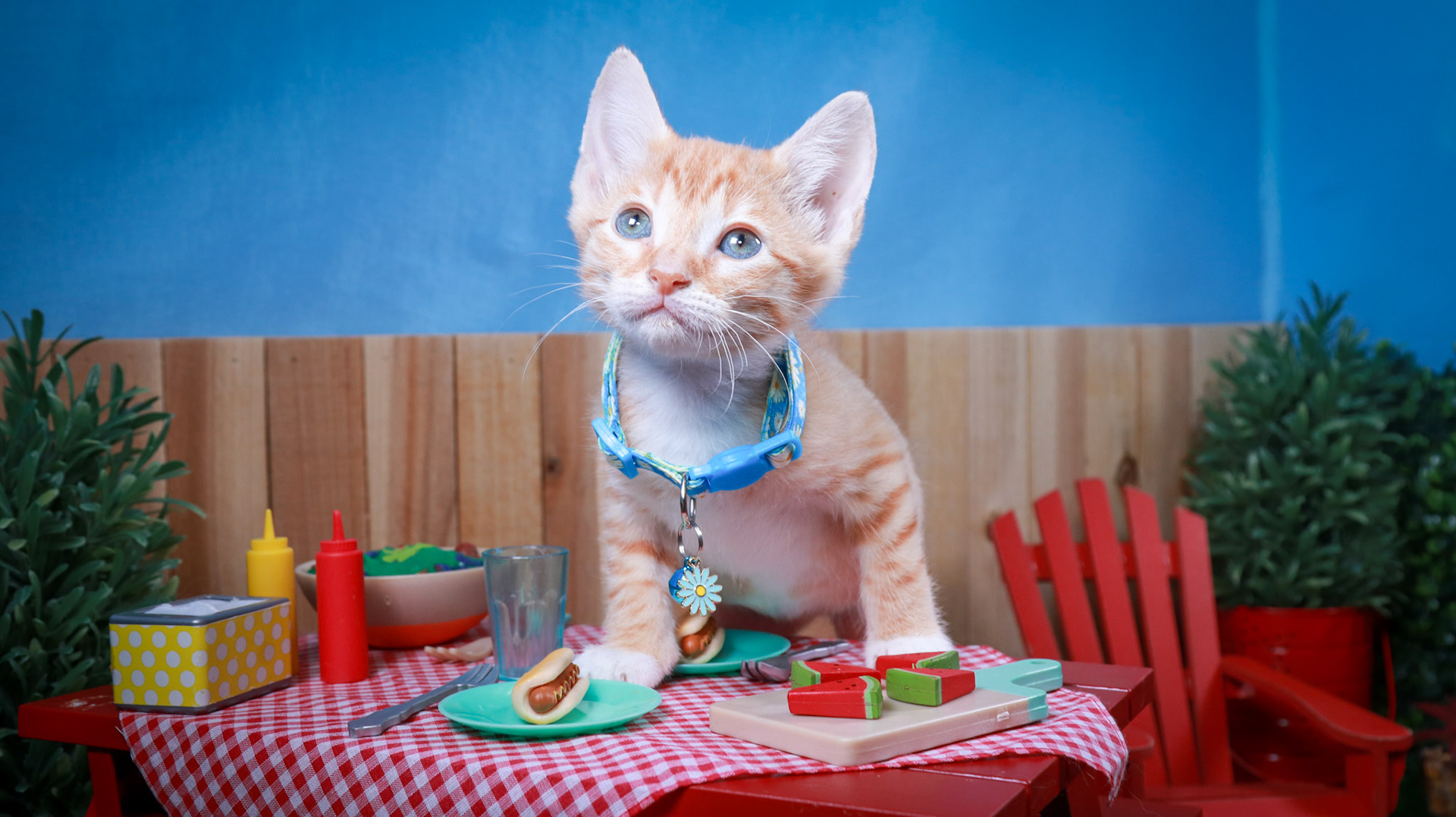 Dobbie (M-DSH-Ginger/White/Tuxie)