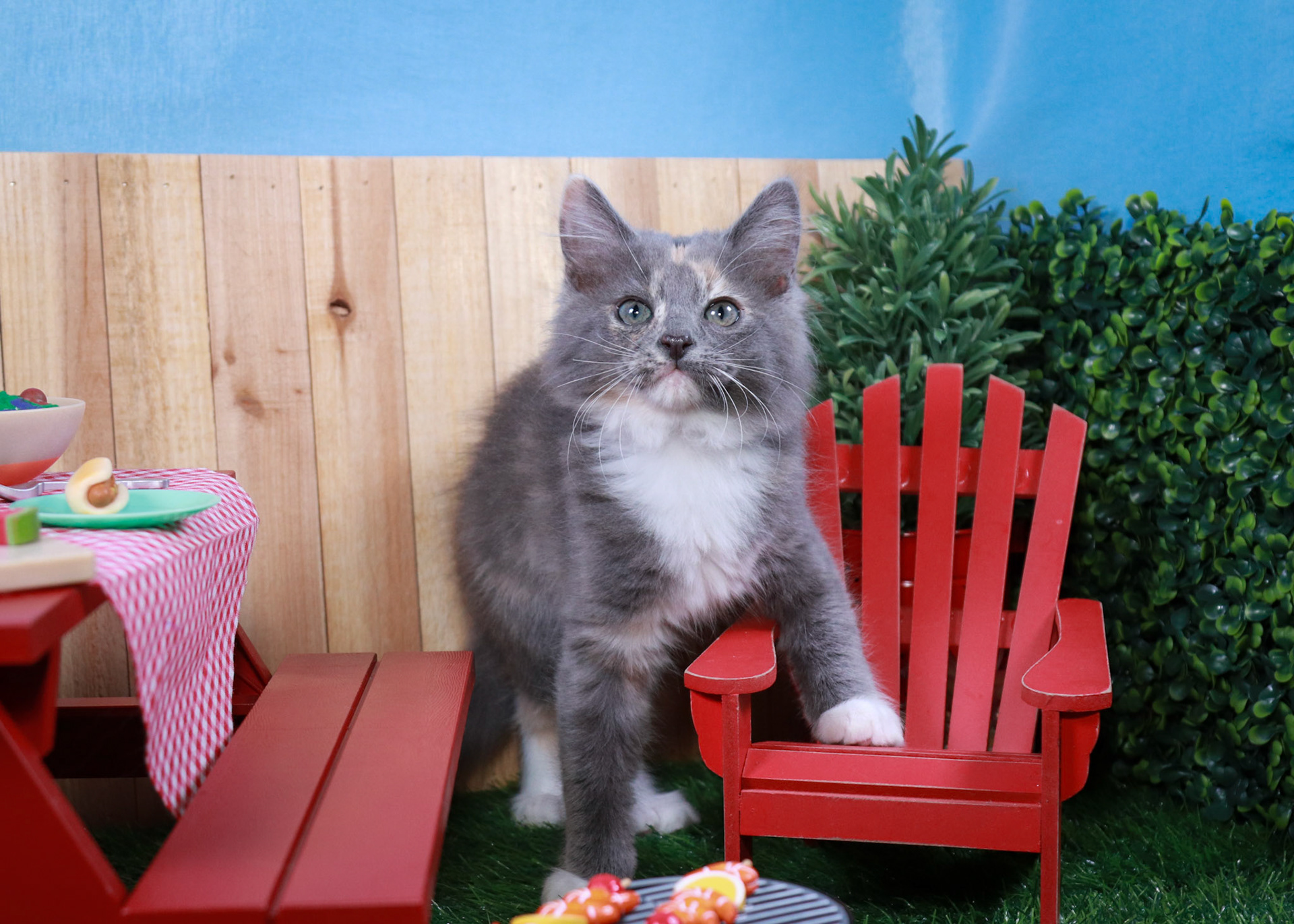 Bean (F-DMH-Dilute/Calico)